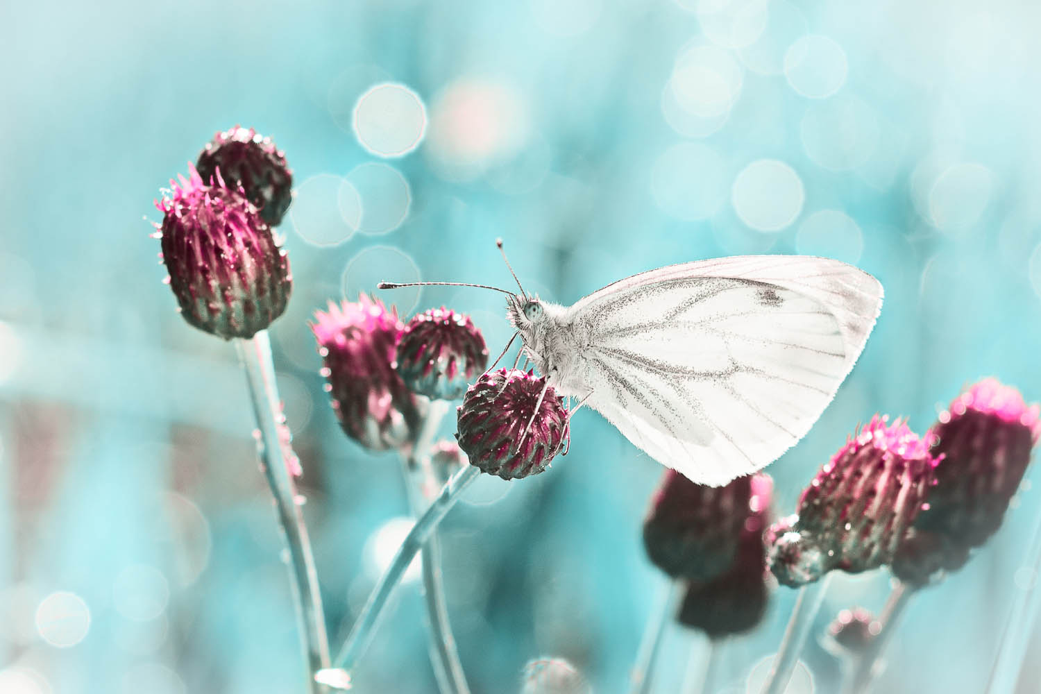 Pieris Trioplan Gorlitz