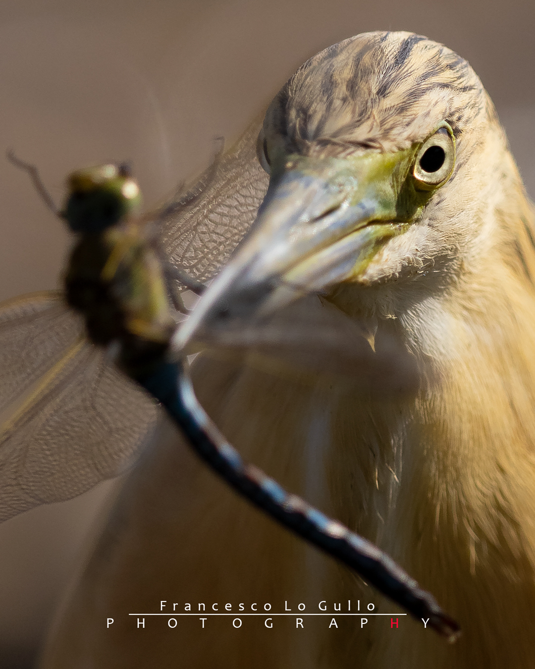 Sgarza ciuffetto con libellula