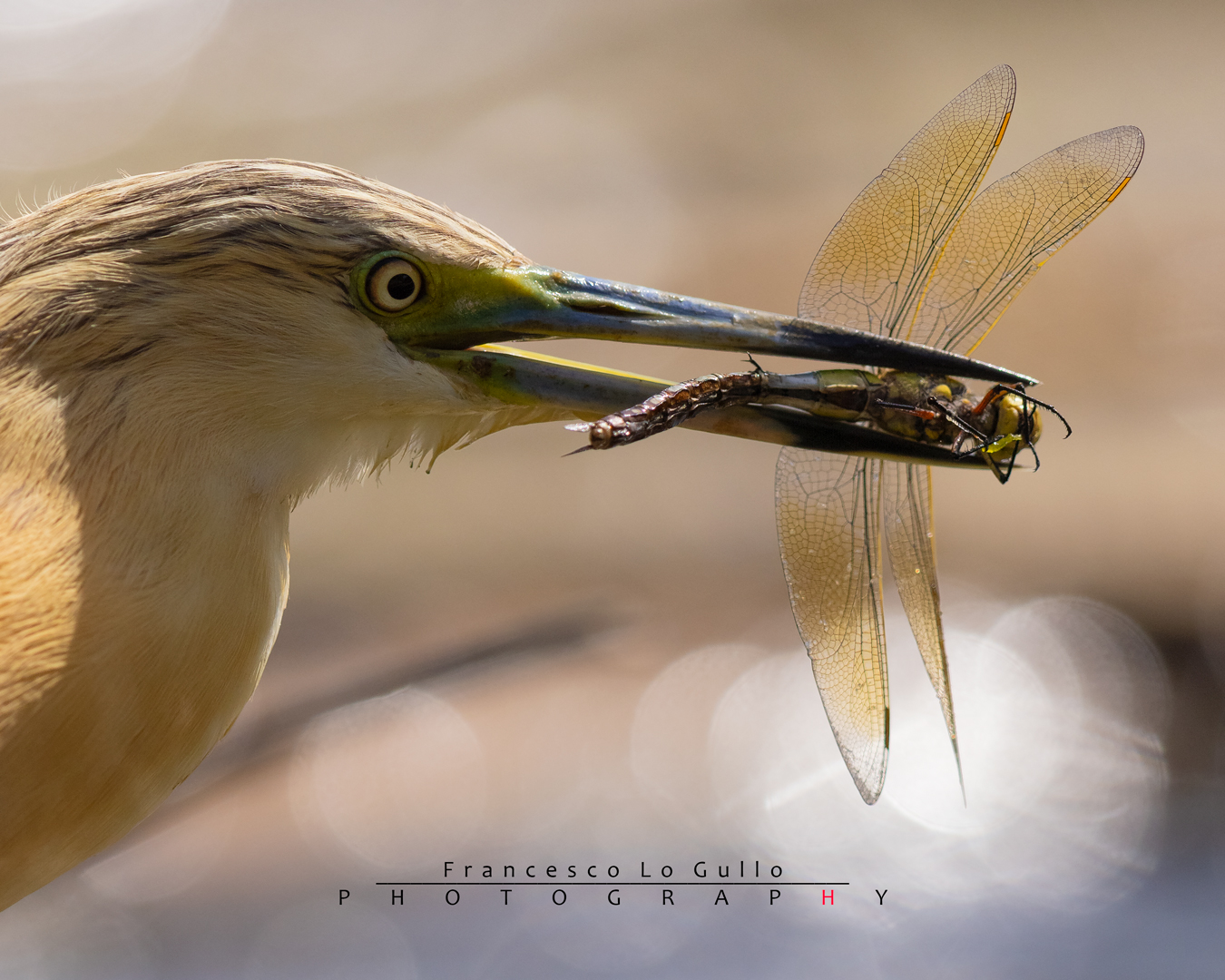 Sgarza ciuffetto con preda