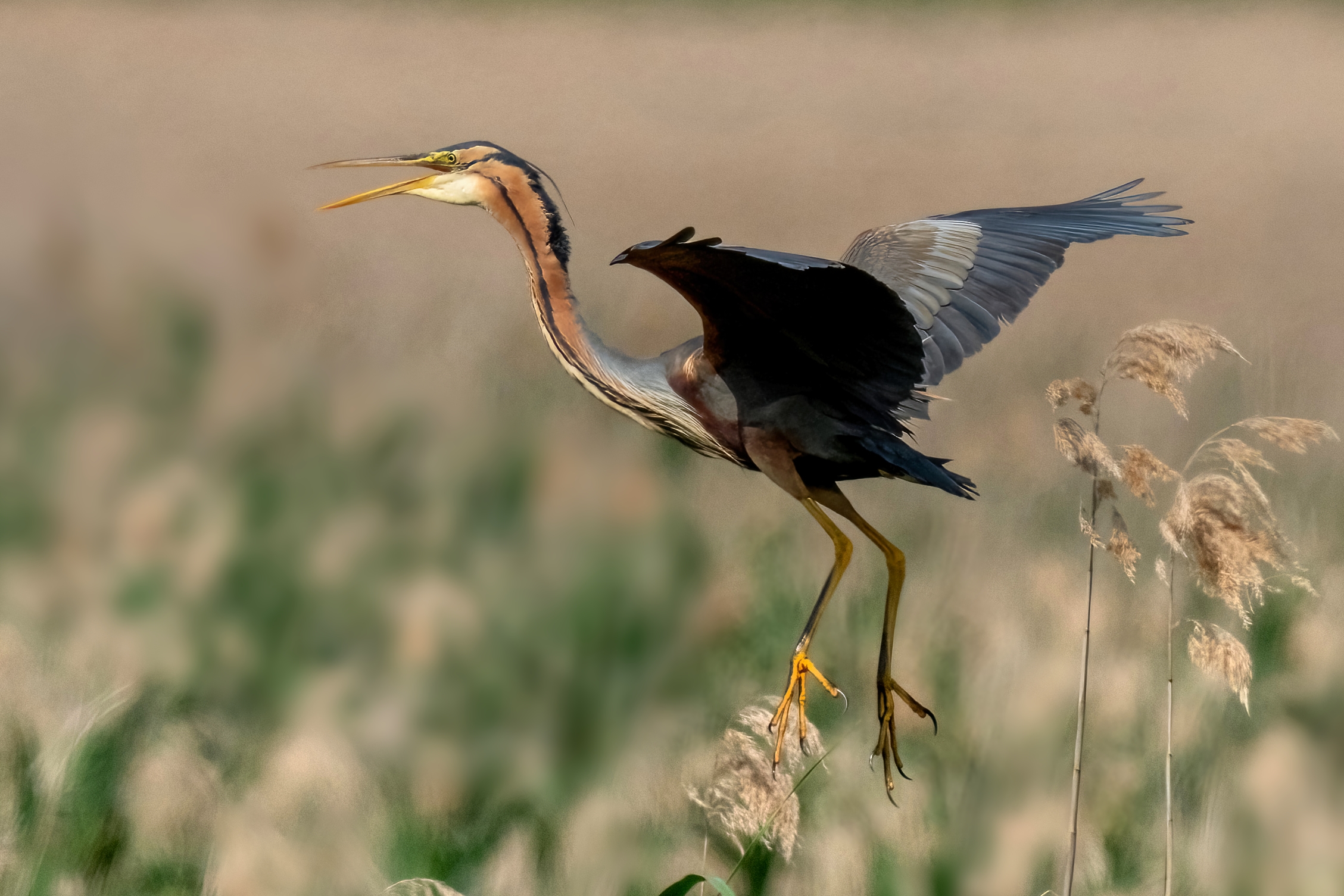 Airone rosso (Ardea purpurea)