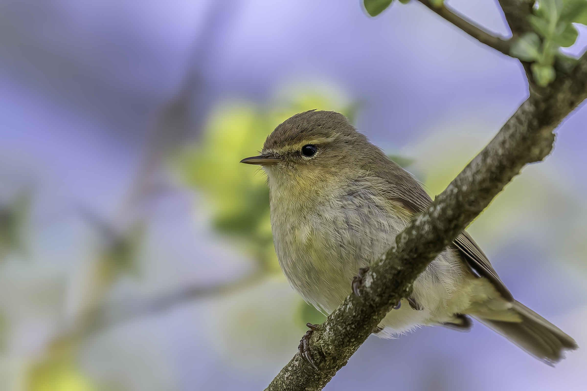 Chiffchaff comune (Phylloscopus collybita)
