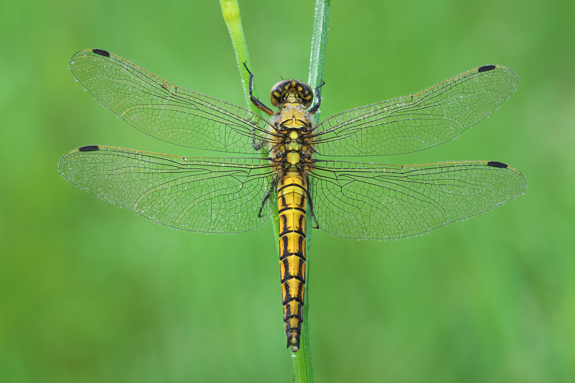Orthetrum cancellatum