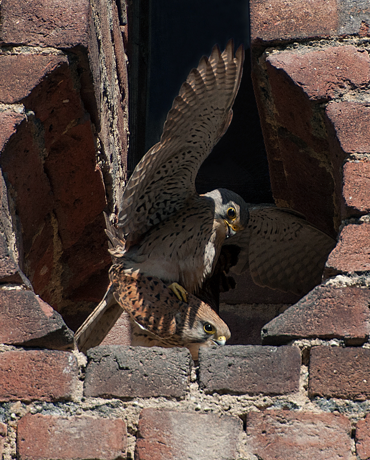 Kestrels