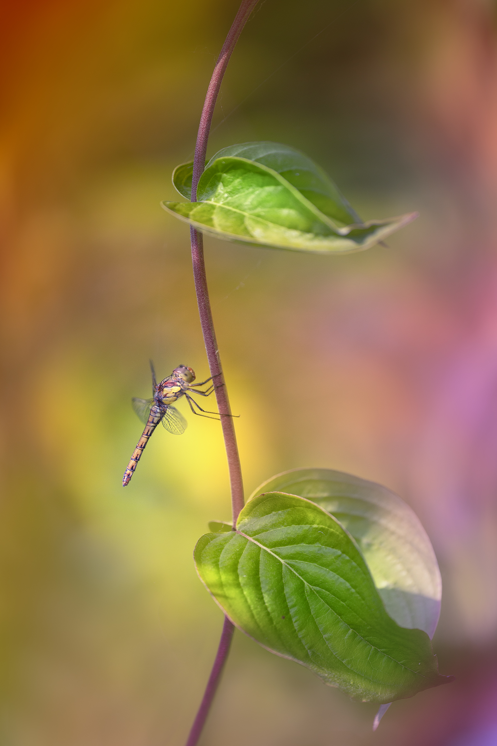 Sympetrum striolatum