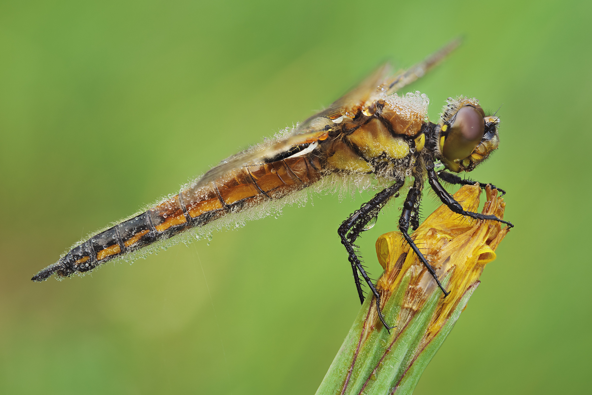 Libellula quadrimaculata