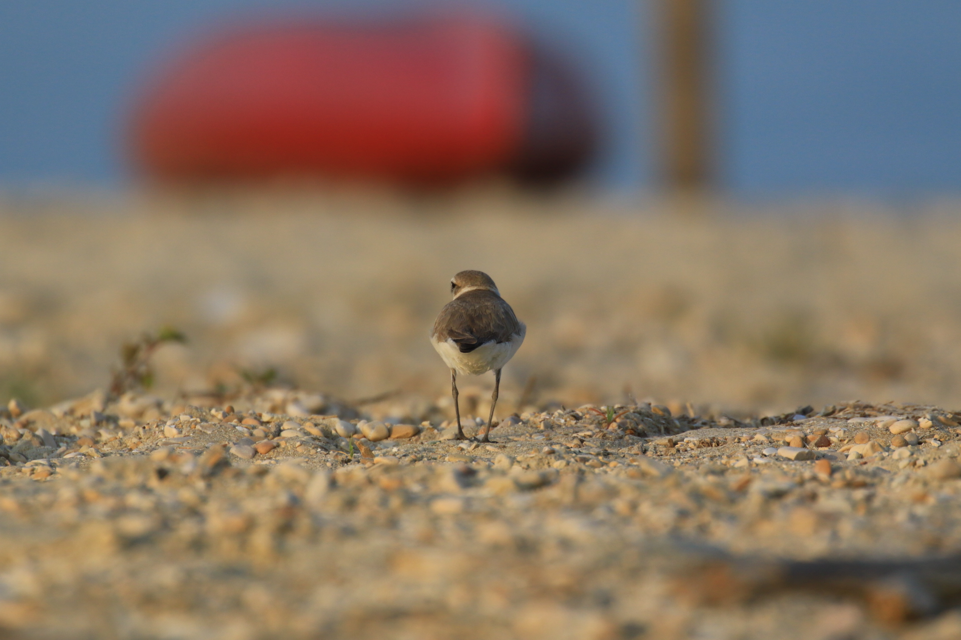La dura vita del Fratino