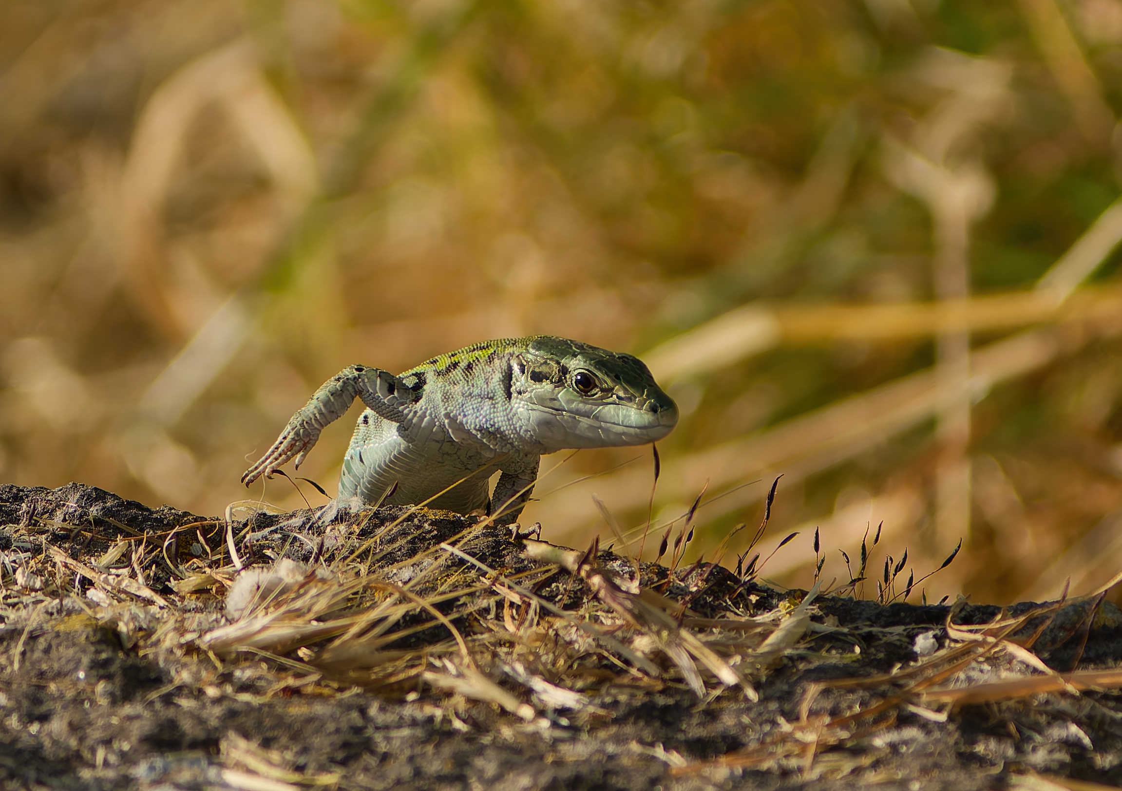 Il varano del Tevere