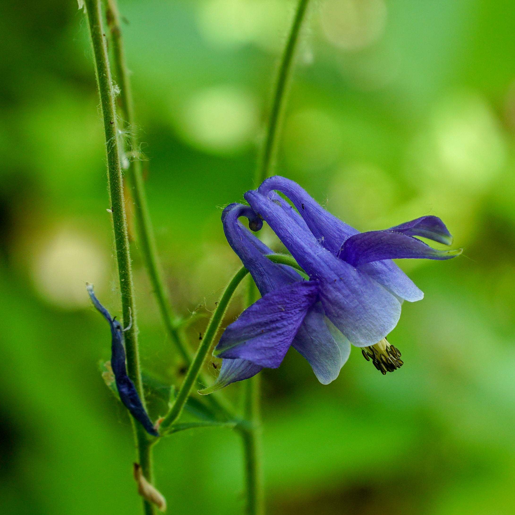 Columbine