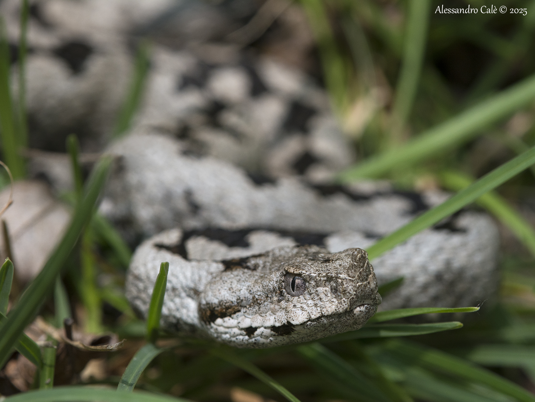 Vipera ammodytes (Horn Viper) 5486