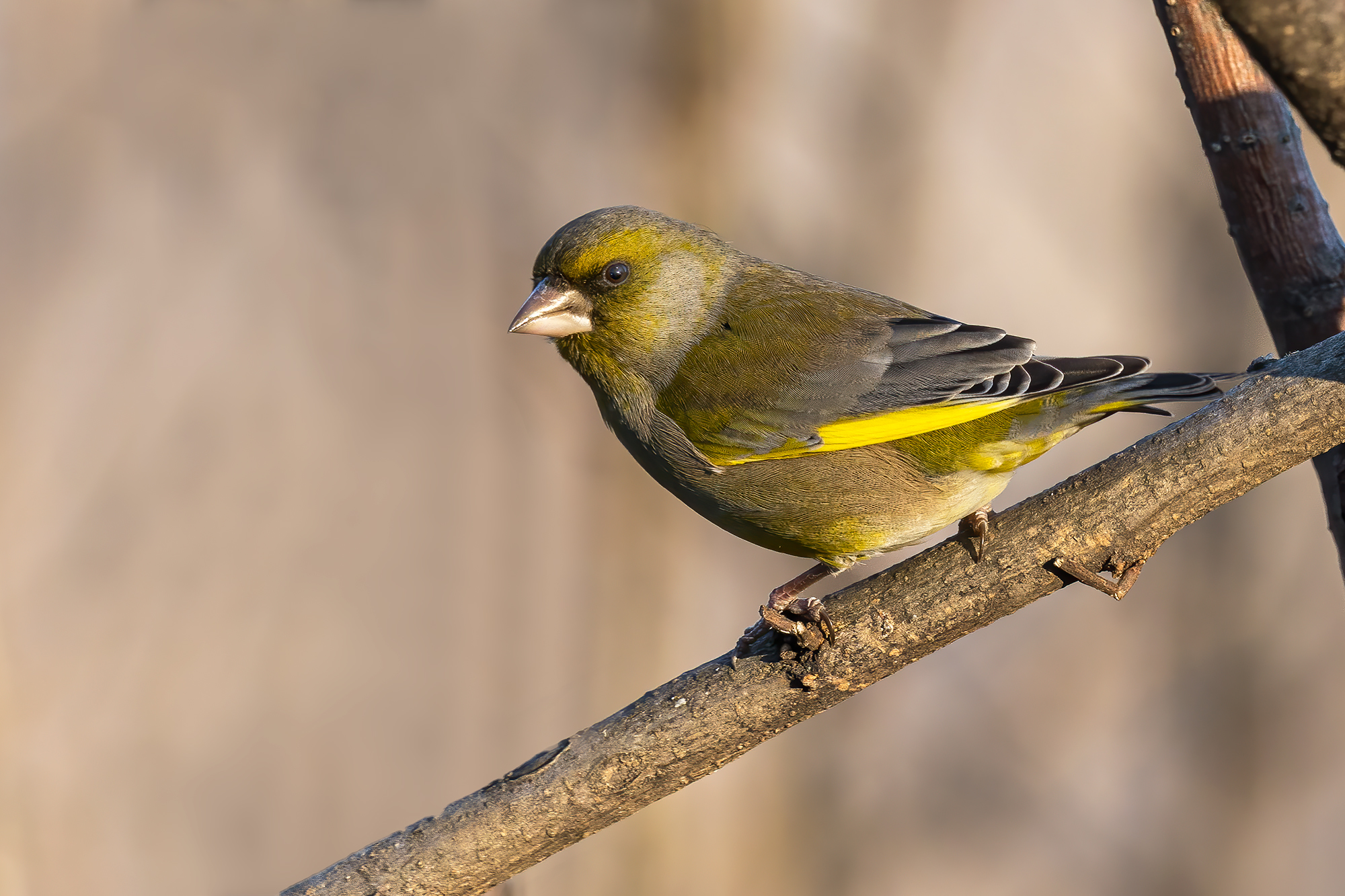 Greenfinch