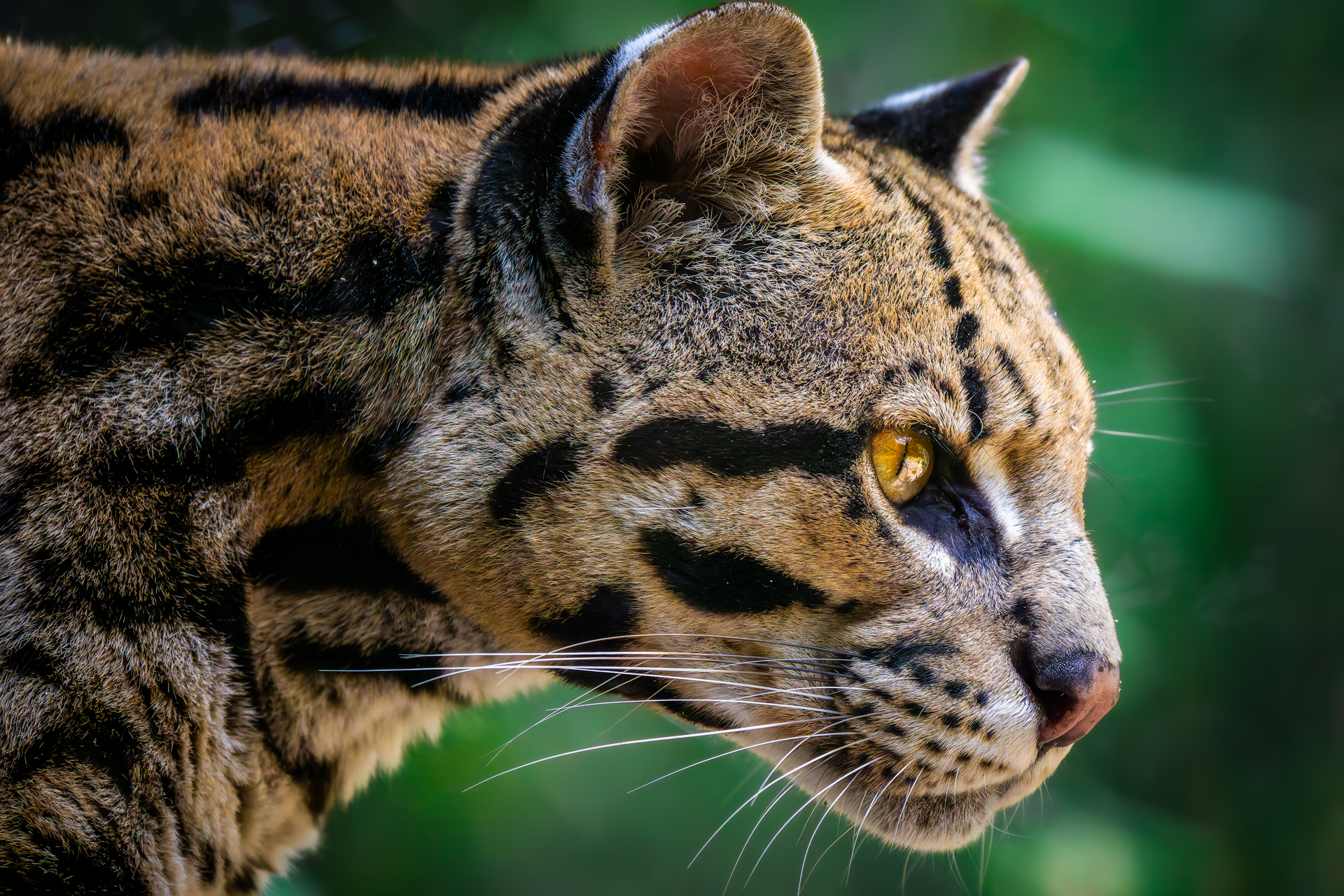 Ocelot