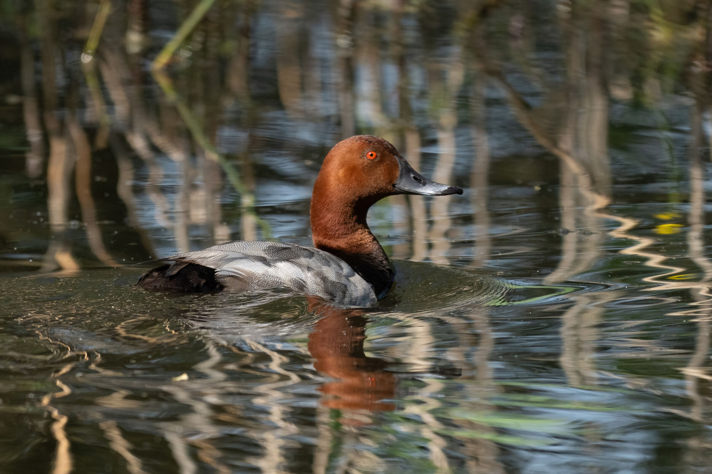 Moriglione (Aythya ferina) maschio