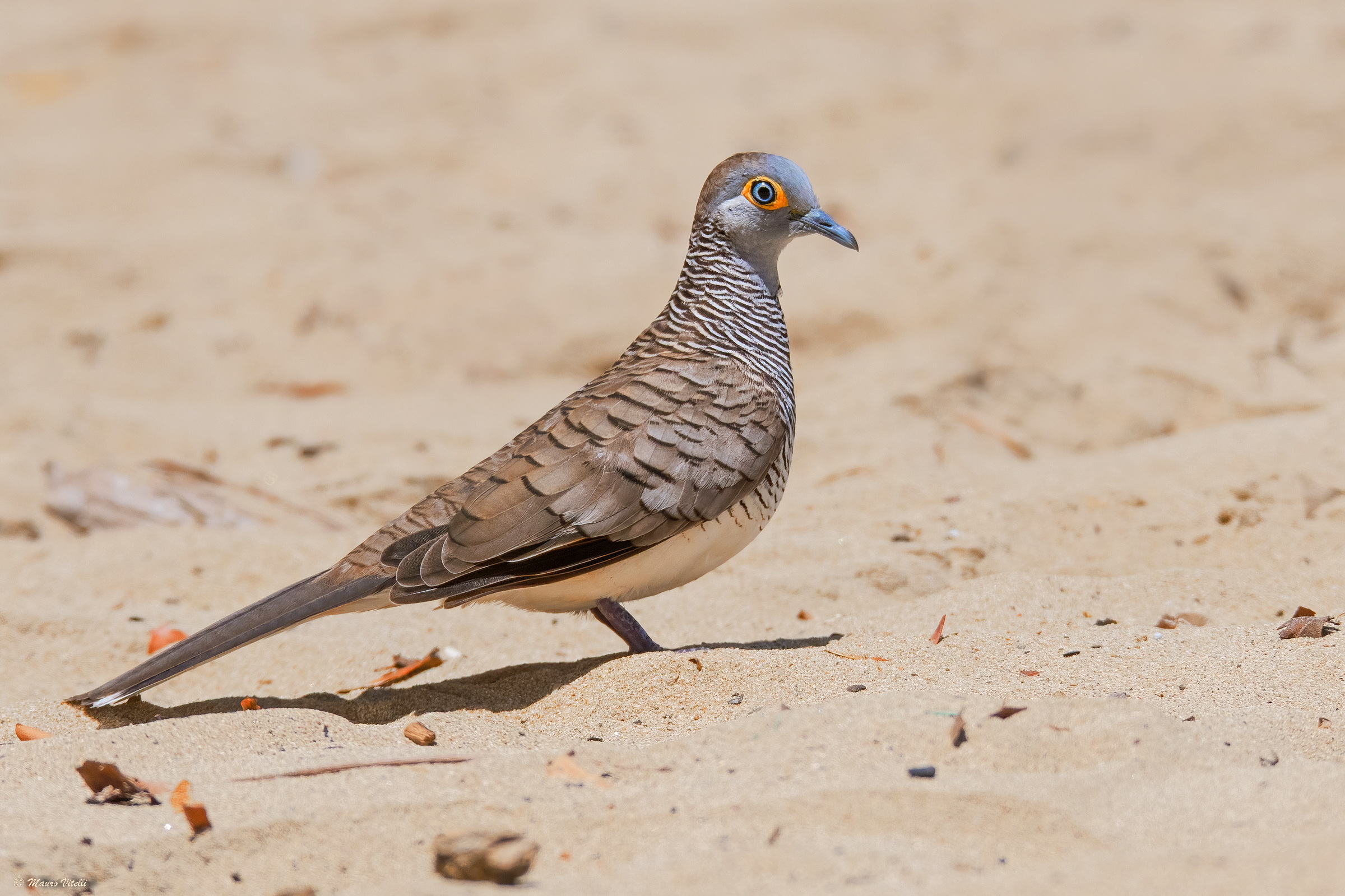 Timor zebra dove (Geopelia maugeus)
