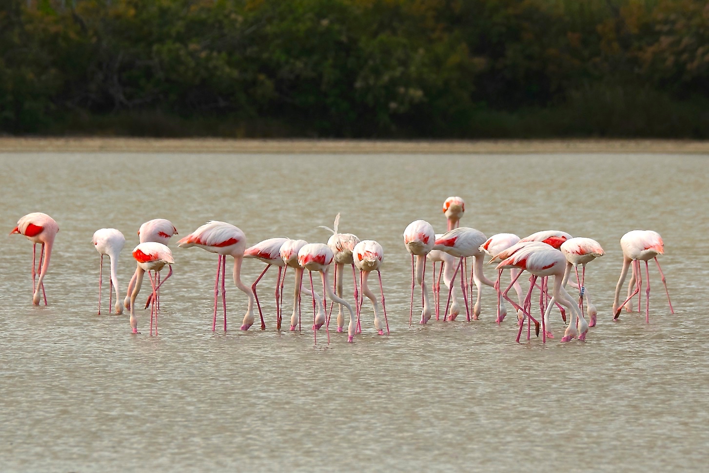 Stagno salato - Dolianova (Ca)