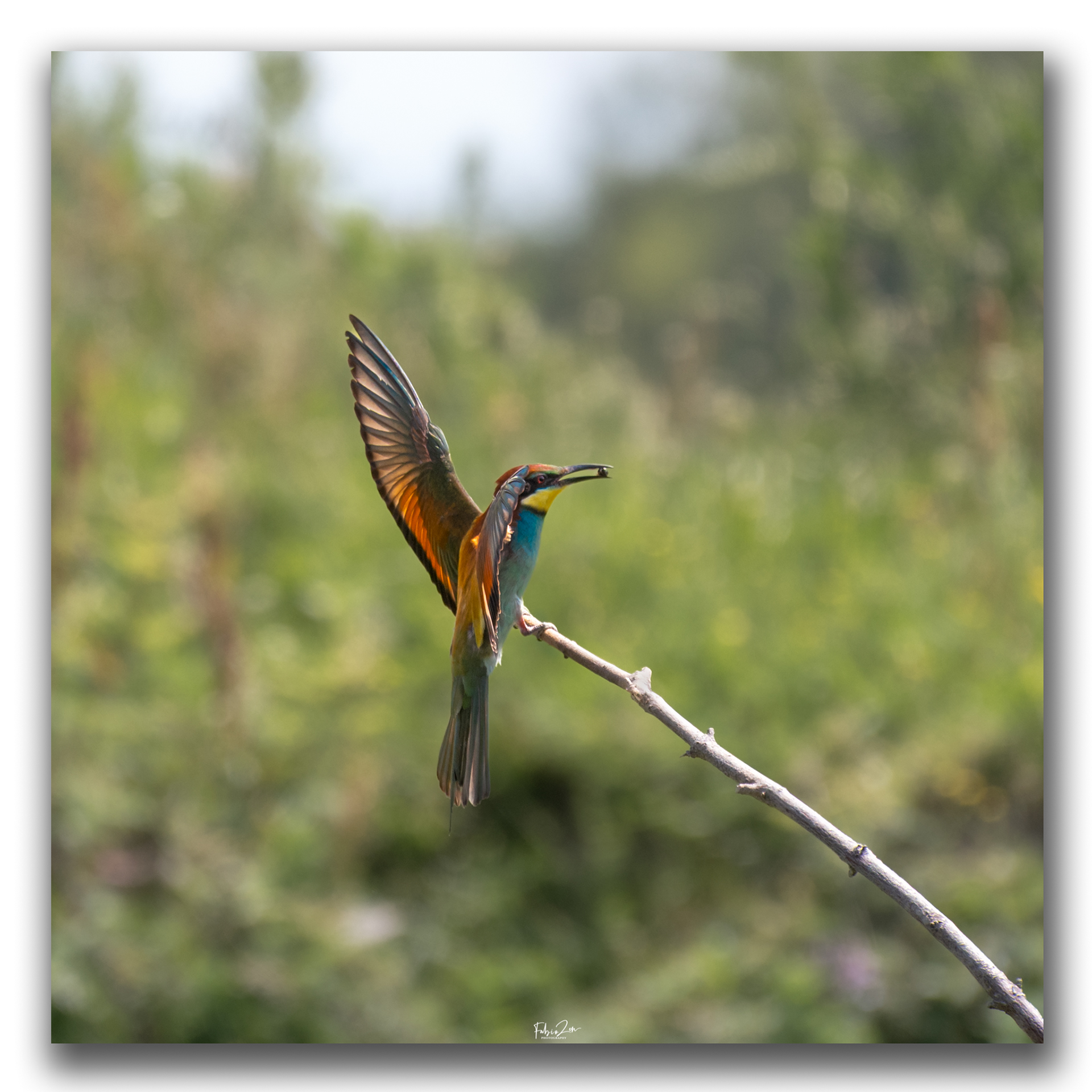 The Bee-eater