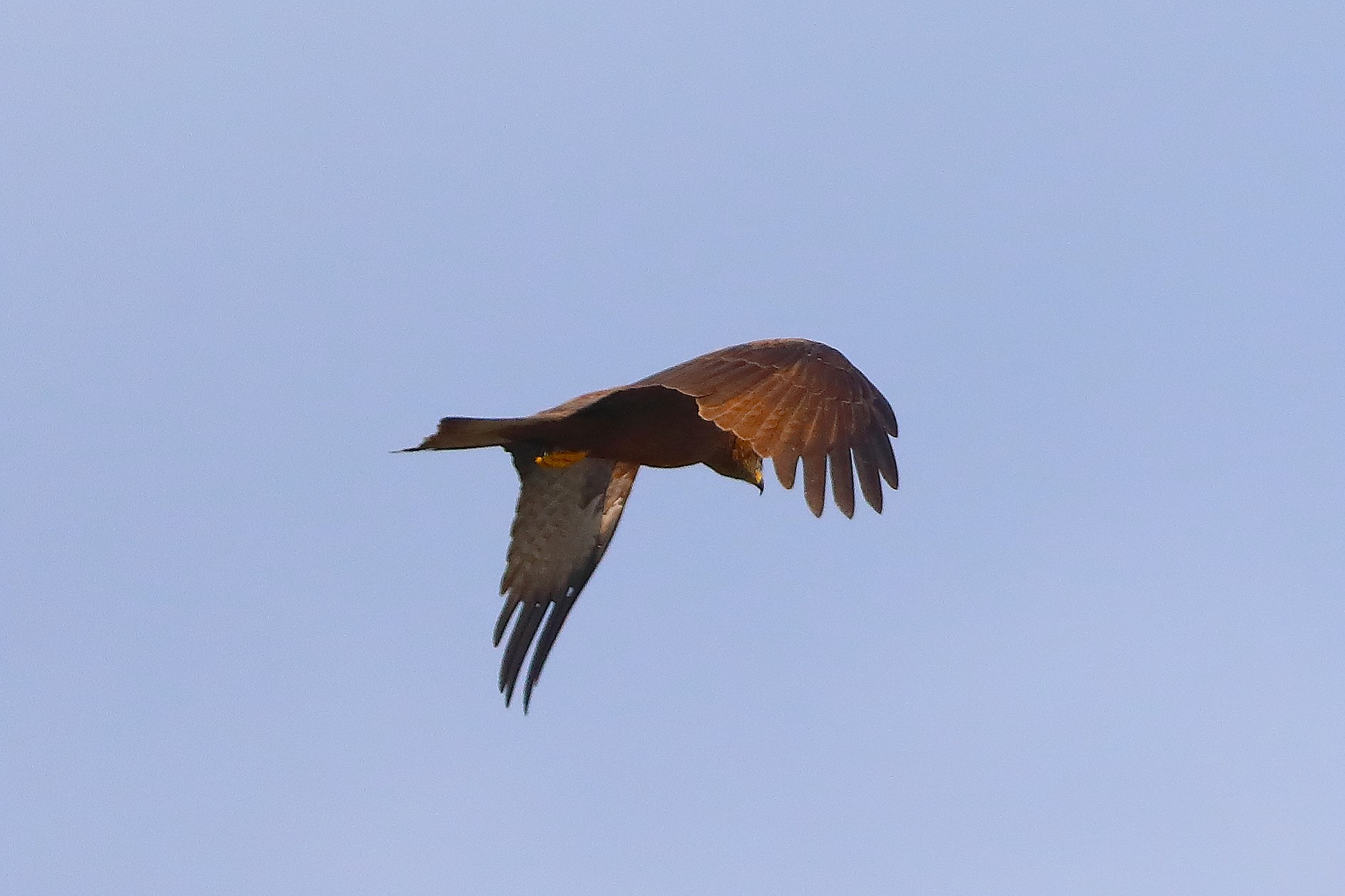 Nibbio bruno 29 marzo 2025 - 0145