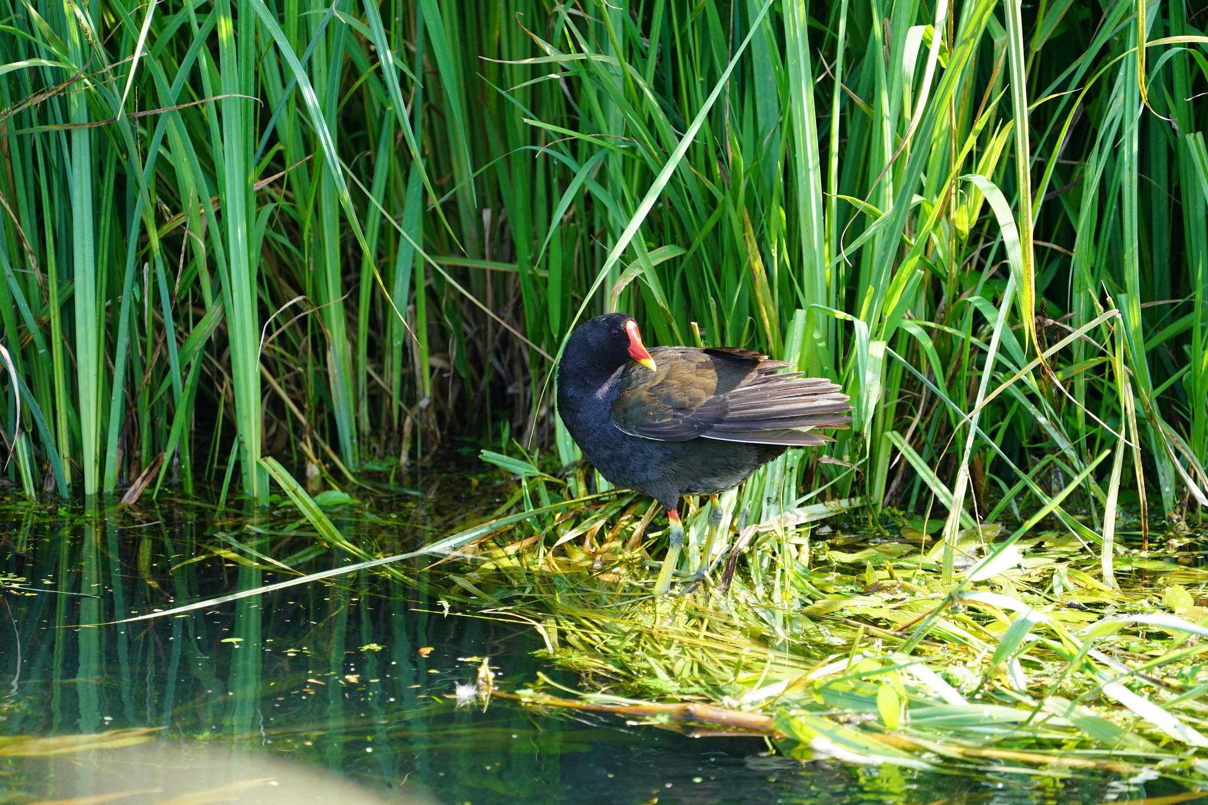 Gallinella d' acqua