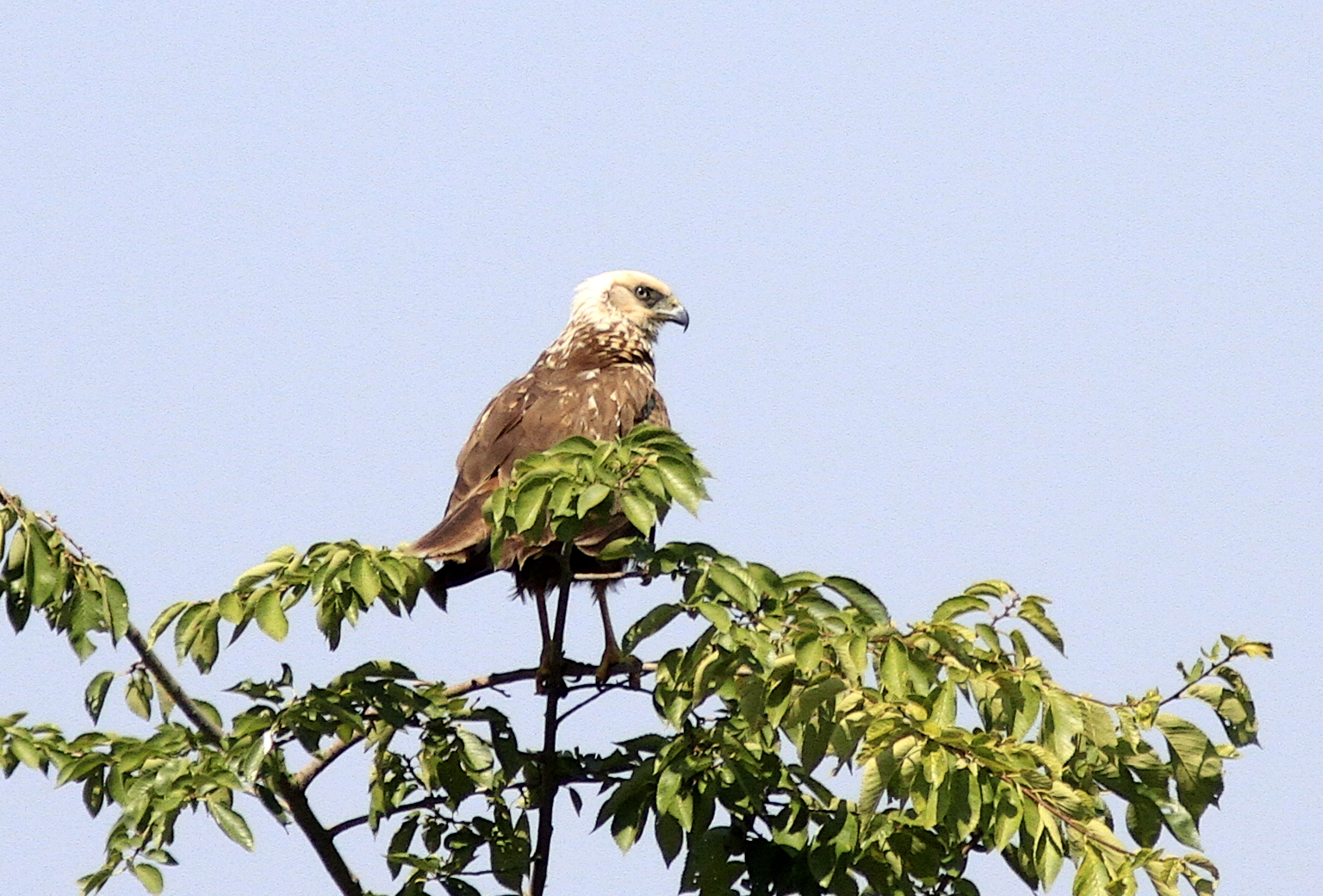 Female Marsh Harrier
