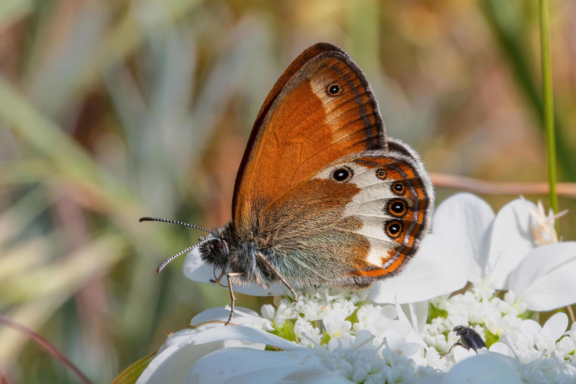 Coenonympha arcania