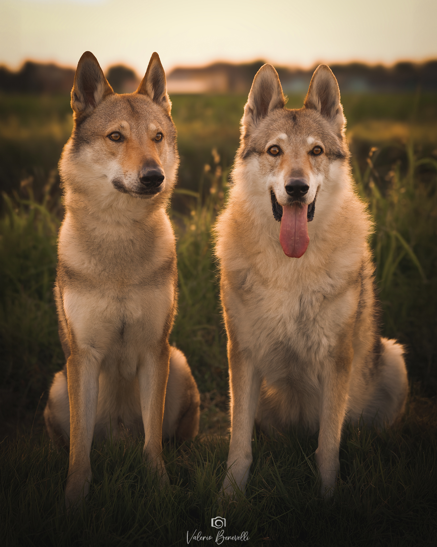 I miei compagni di vita: Rey e Zuma