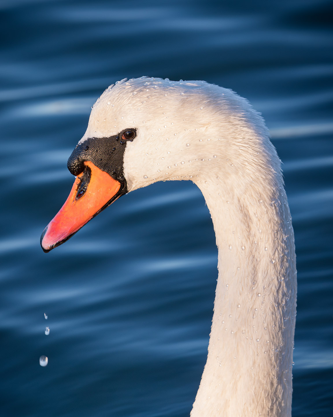 Swan in Val Cavanata