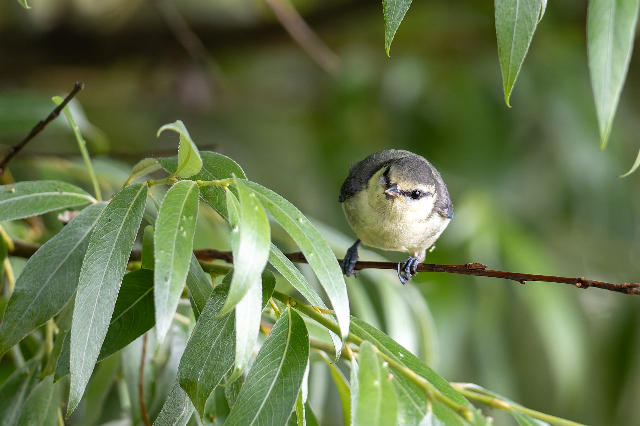 Juvenile Blue Tit