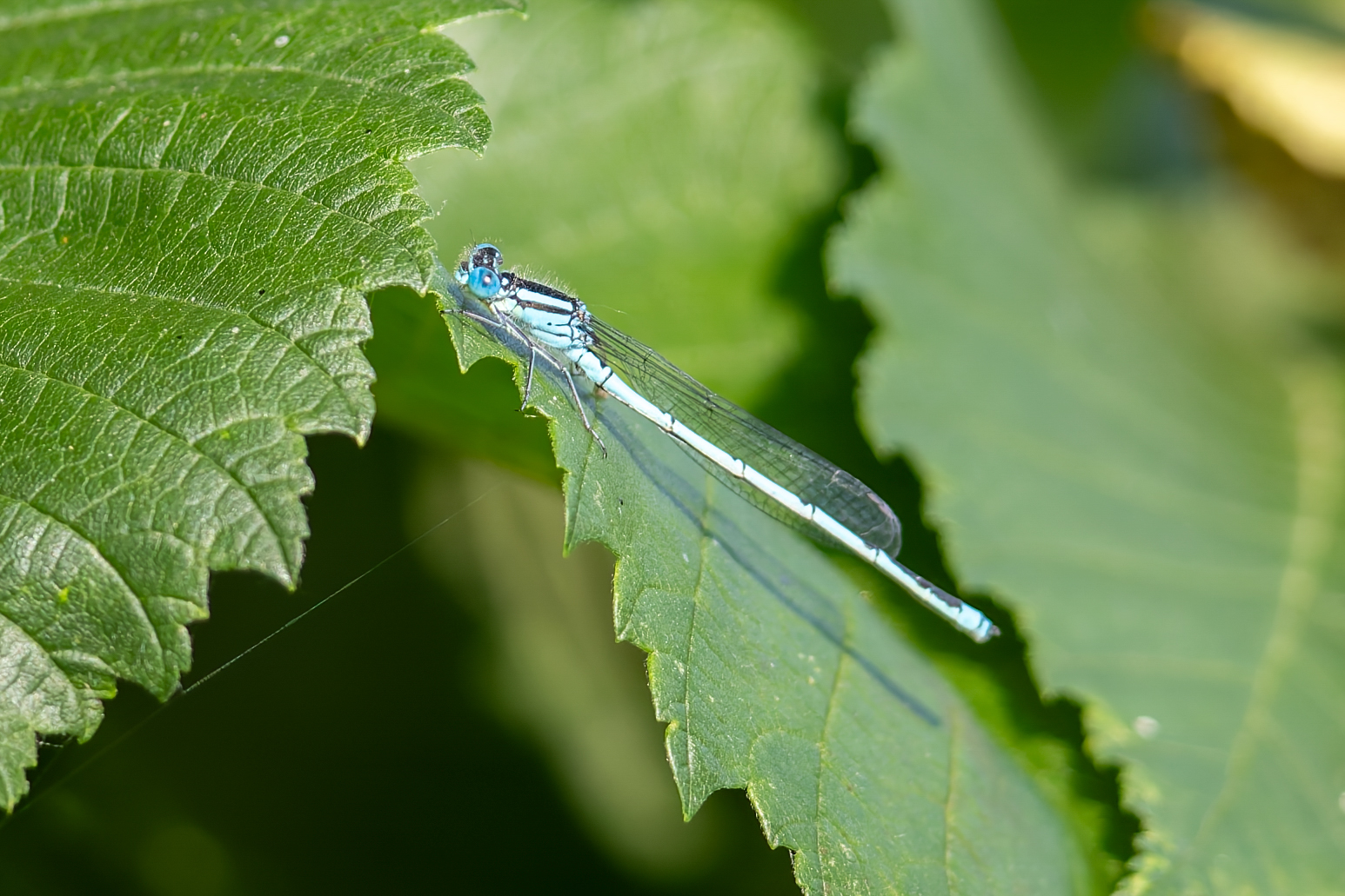 Small insect, maybe a damsel