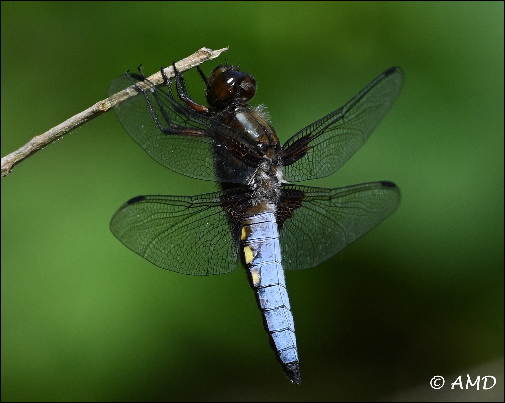 Dragonfly