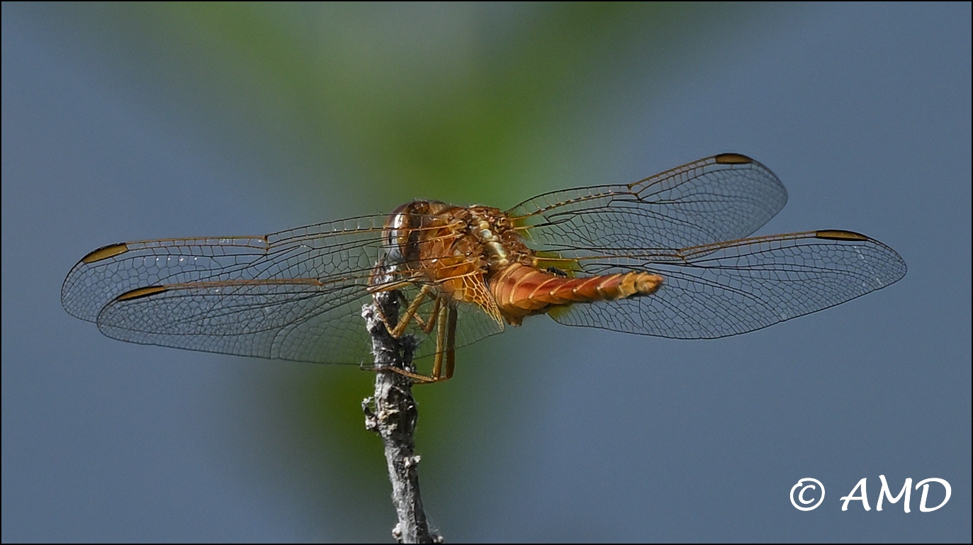 Dragonfly