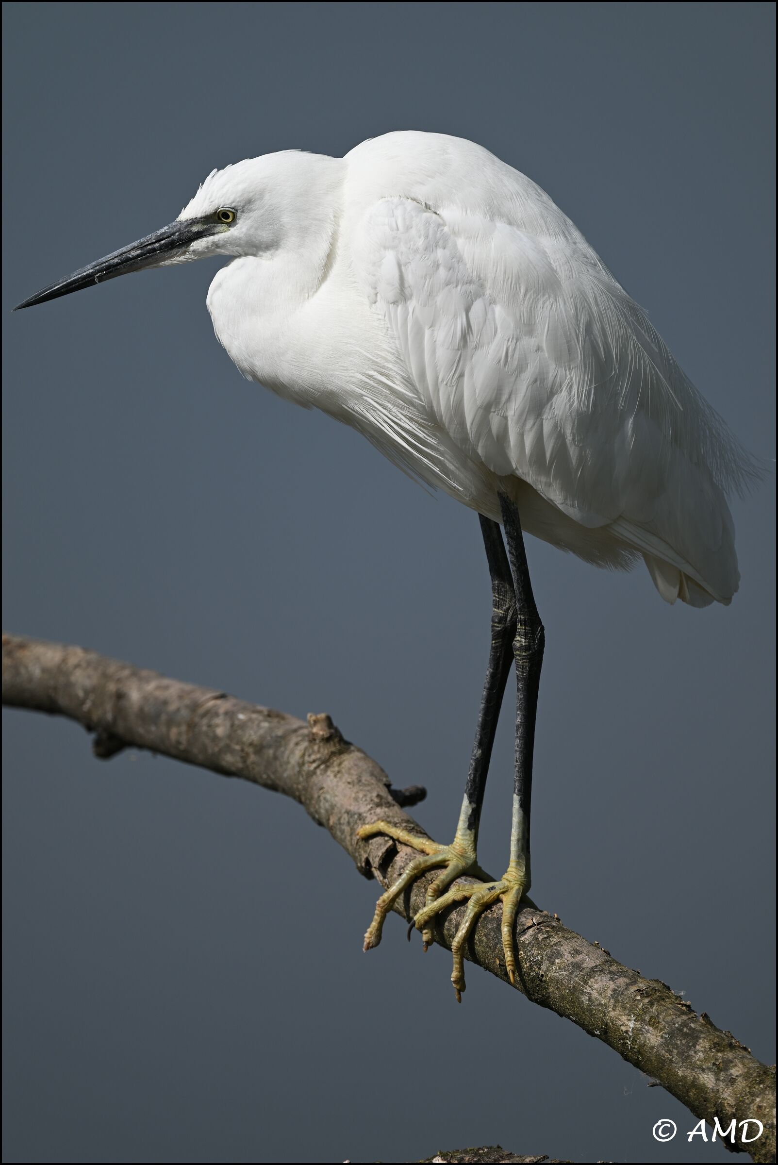 Little egret