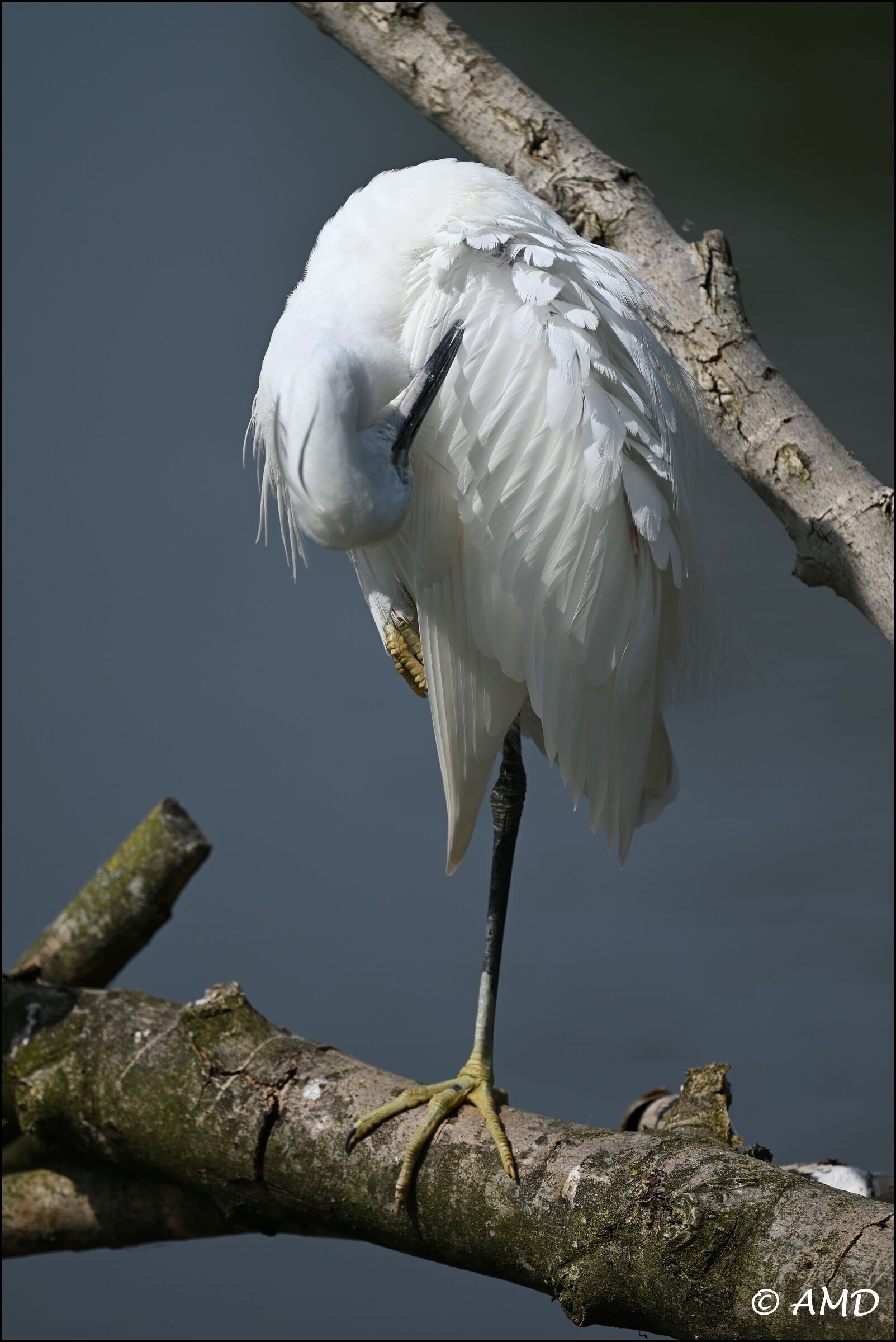 Little egret