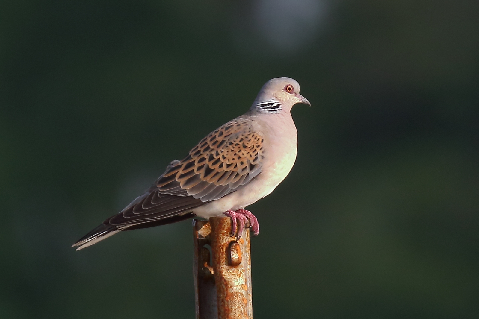 Turtledove