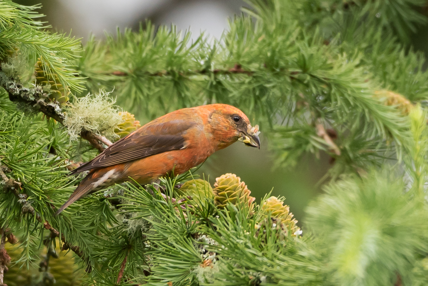 Crossbill male (Loxia curvirostra)