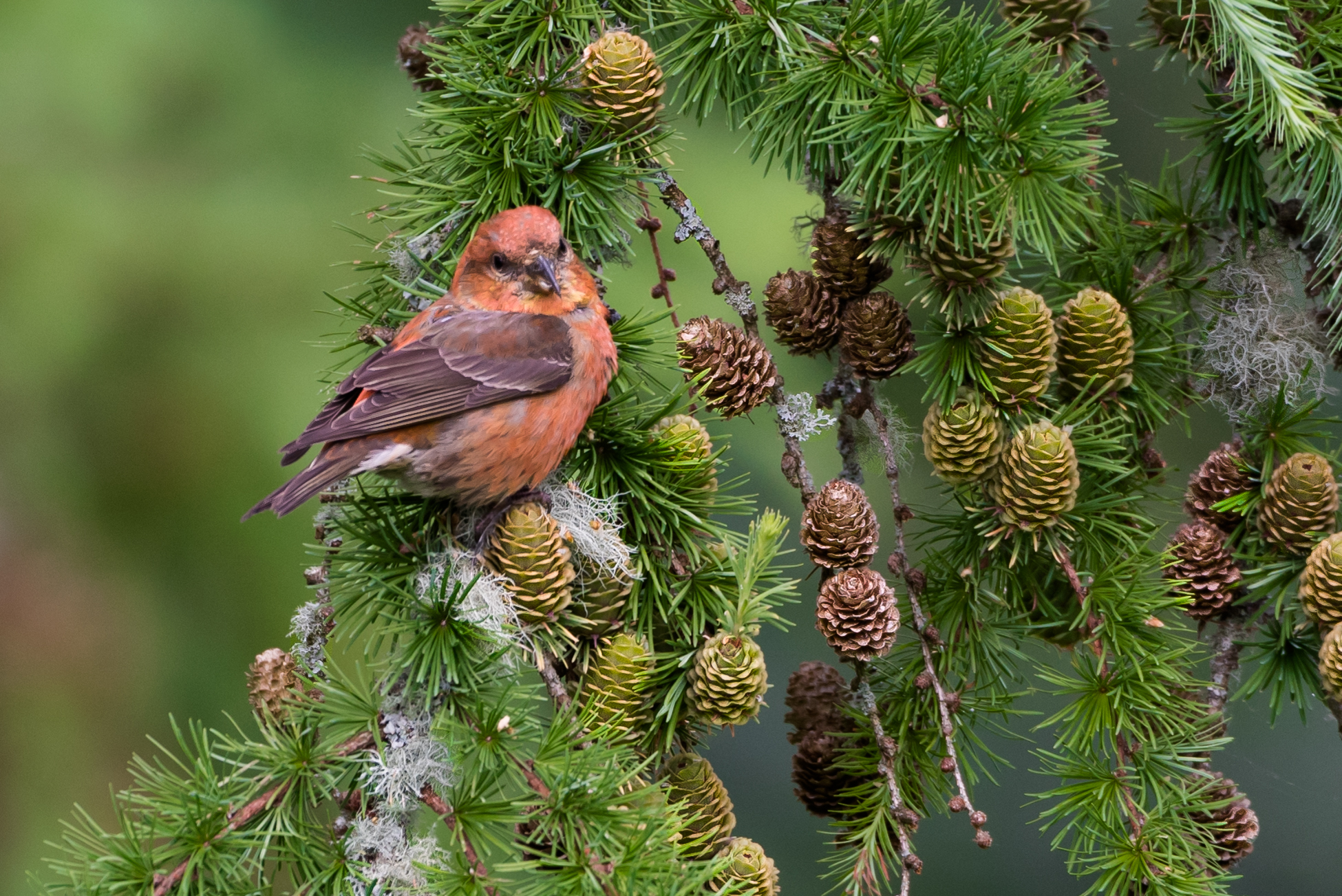 Crossbill male (Loxia curvirostra)