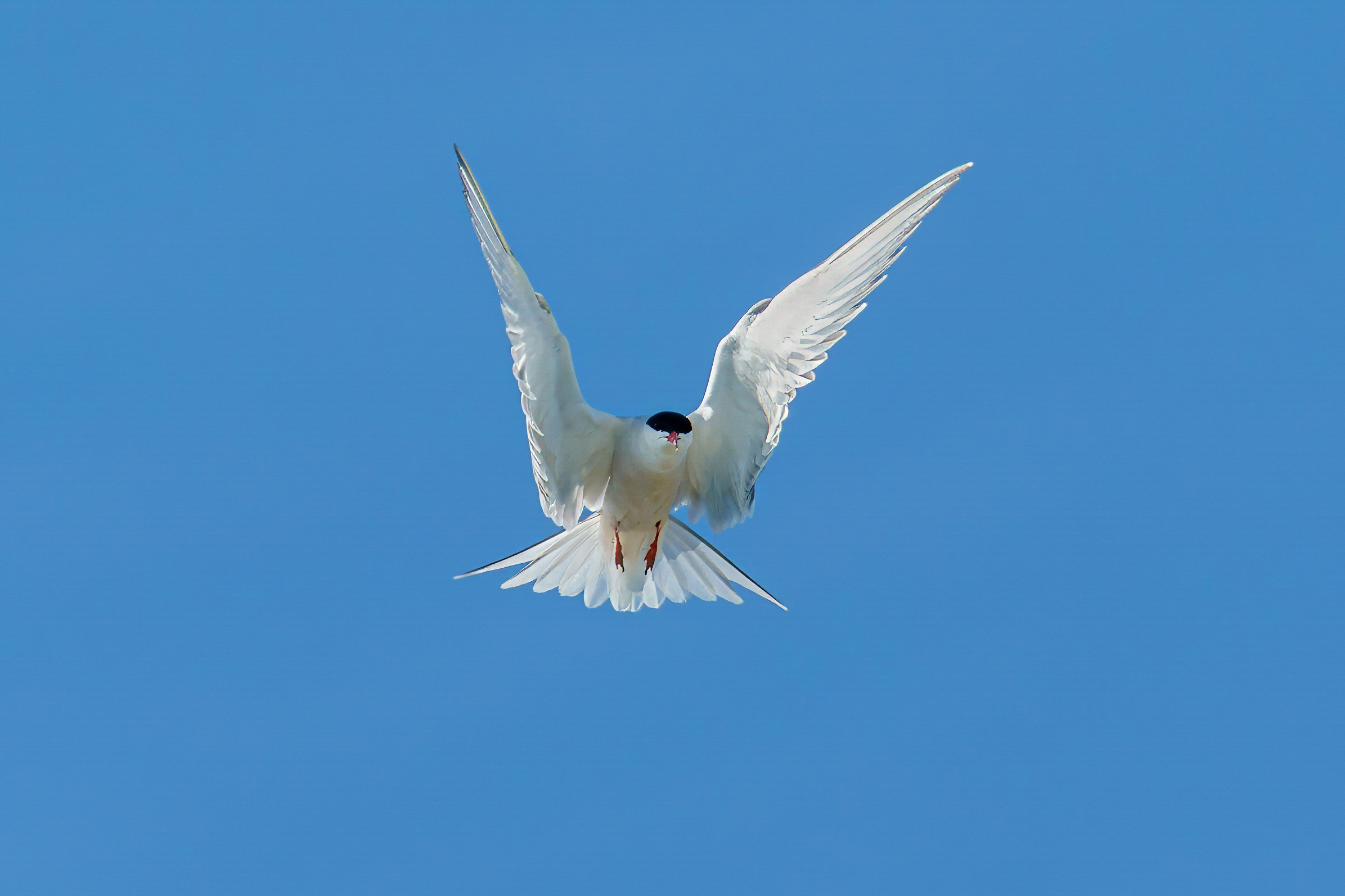Serna comune - danza in aria