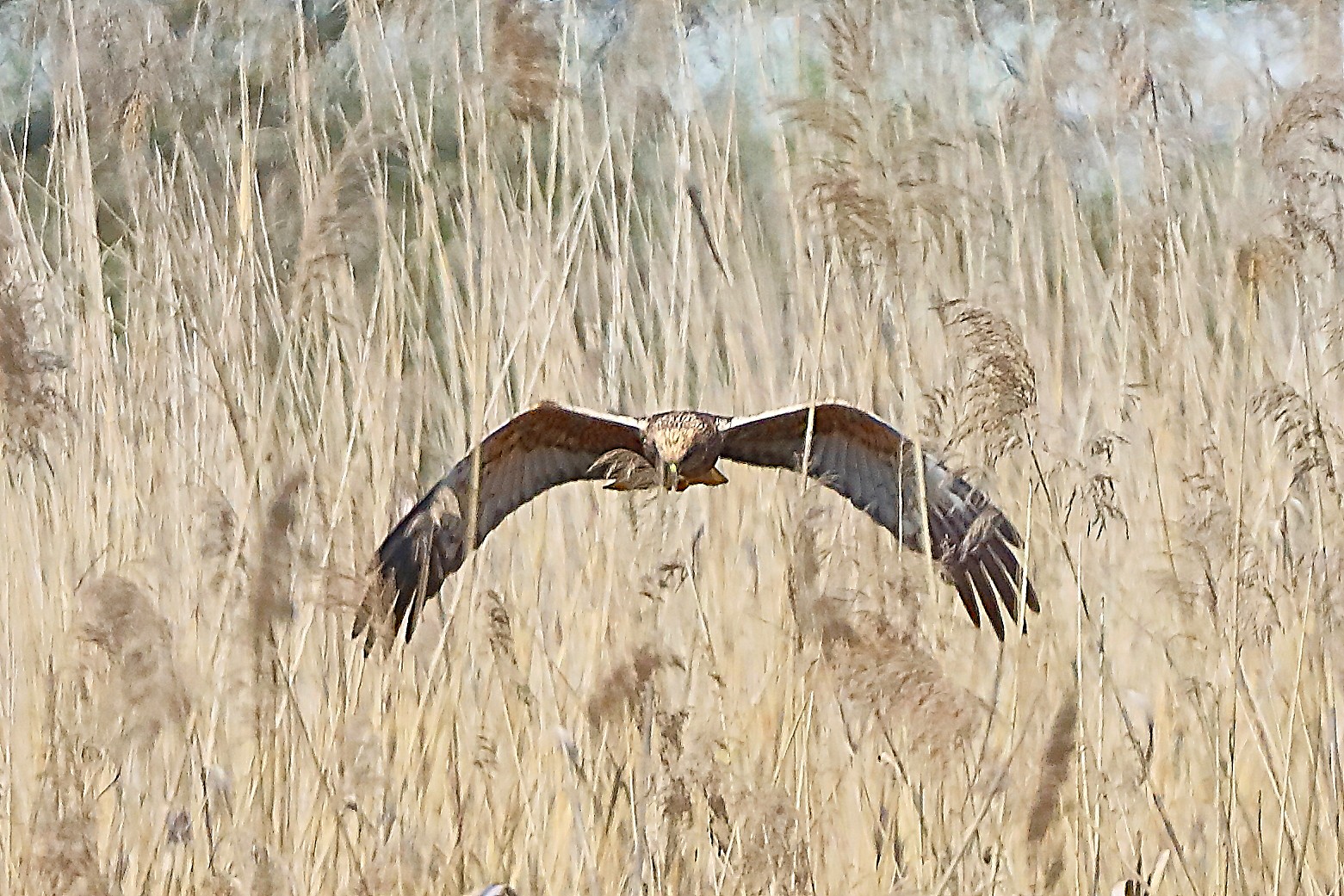Falco di palude M 05 aprile 2025 - 0236
