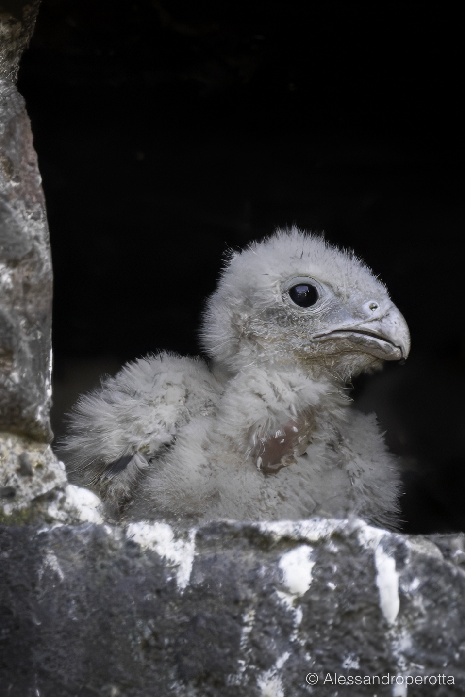 Falco tinnunculus