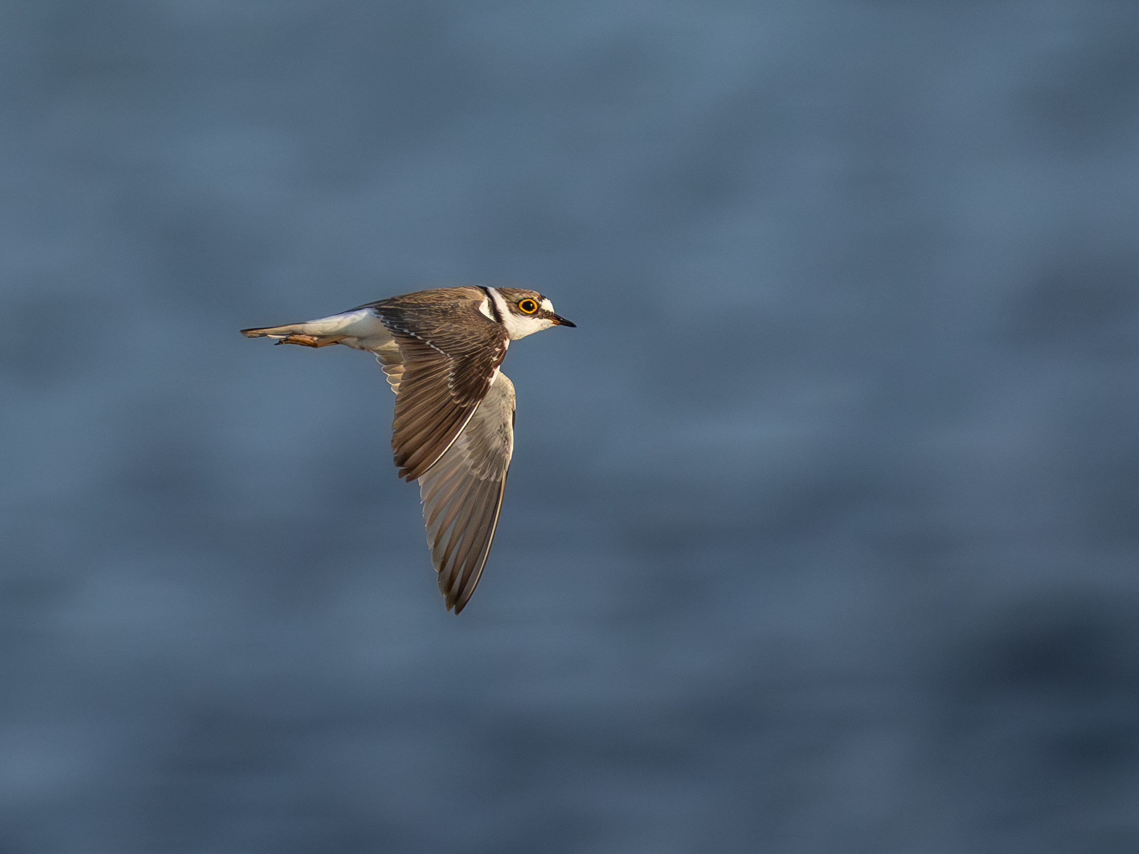 Small courier in flight