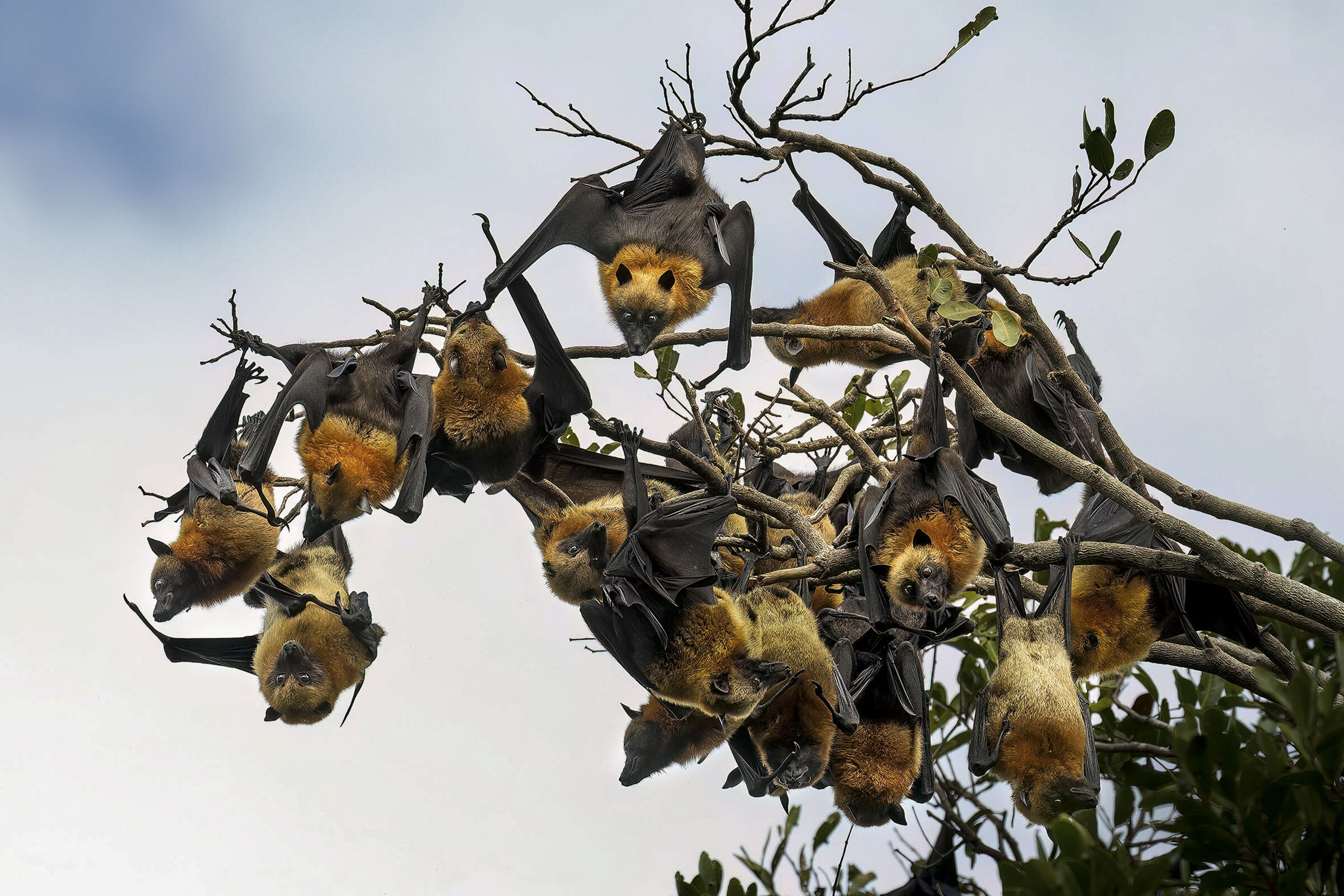 Flying foxes