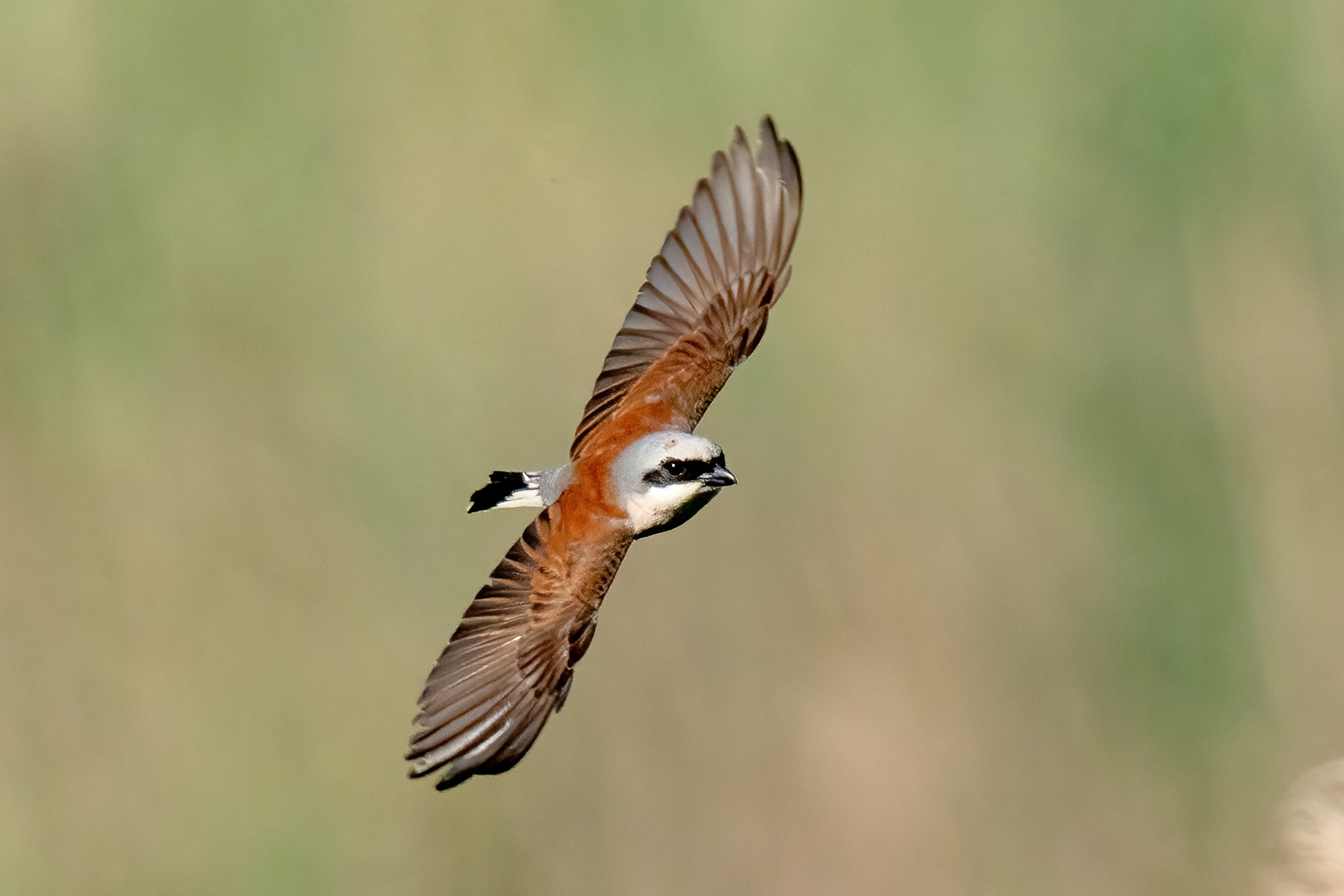 Averla piccola (Lanius collurio)