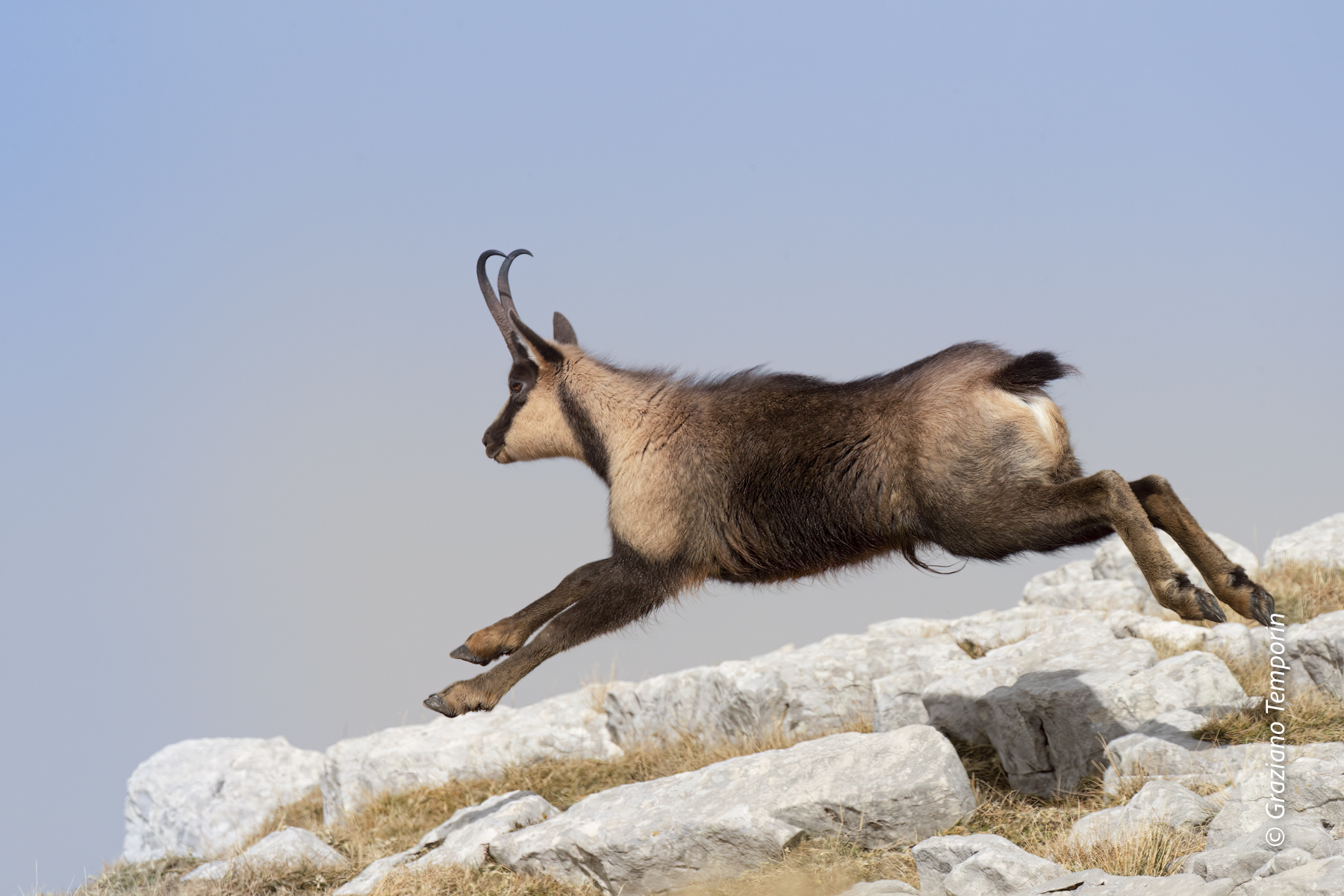 Chamois