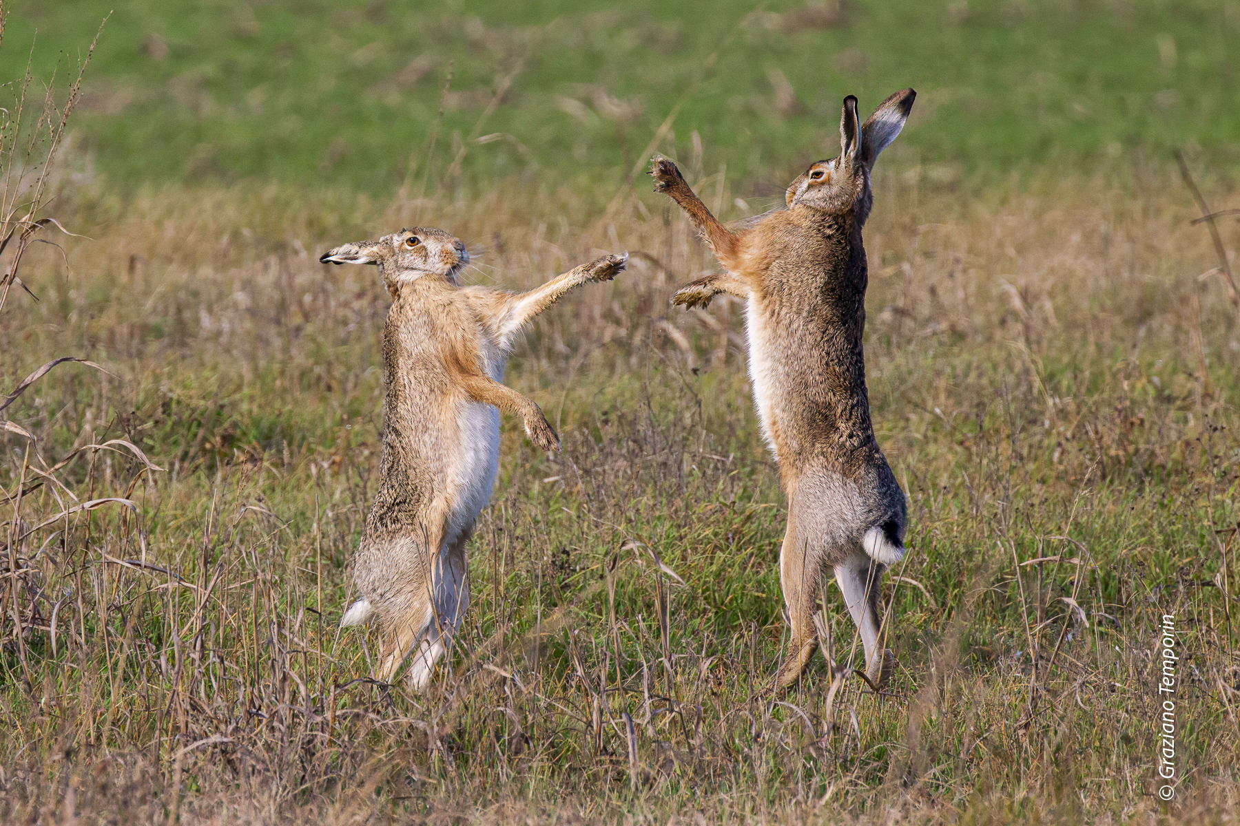 Common hare