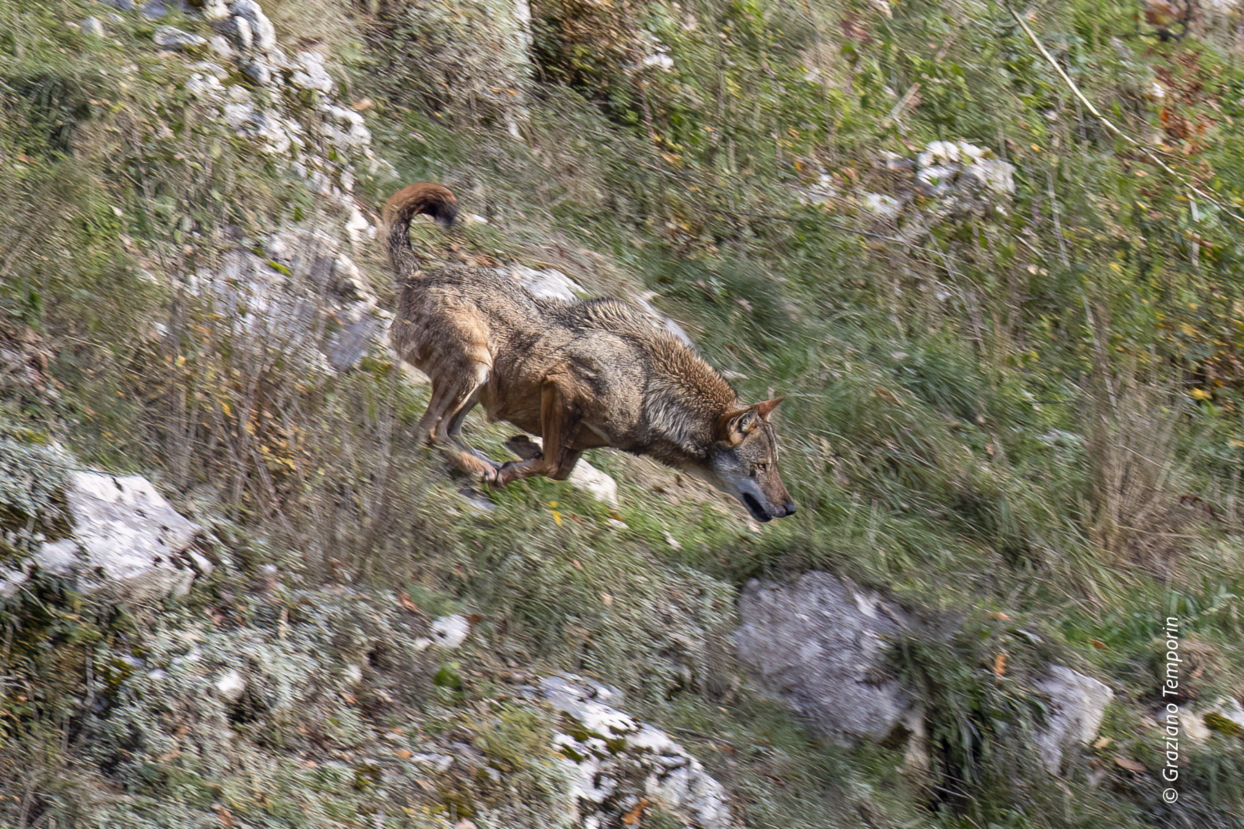 Wolf