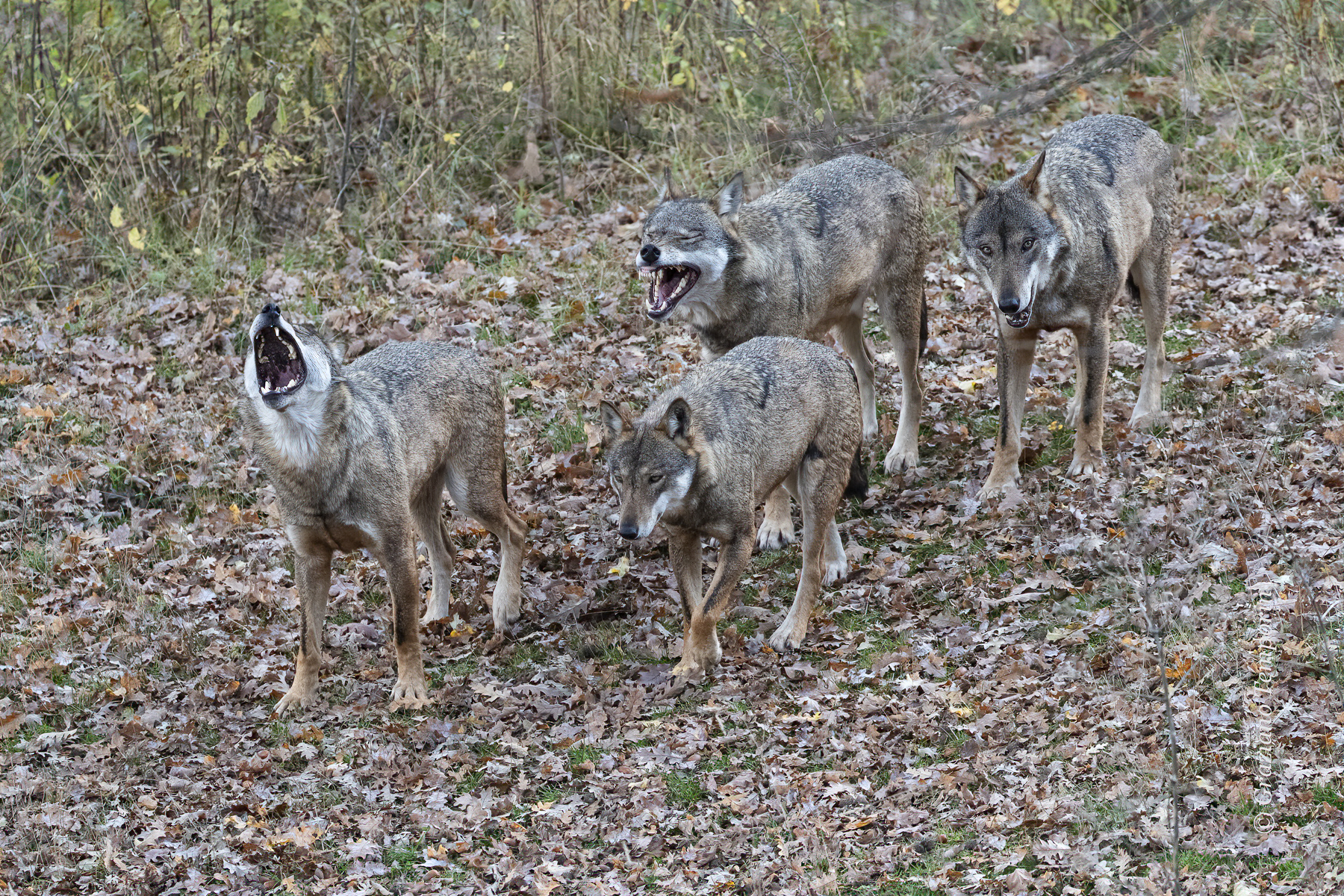 Wolves