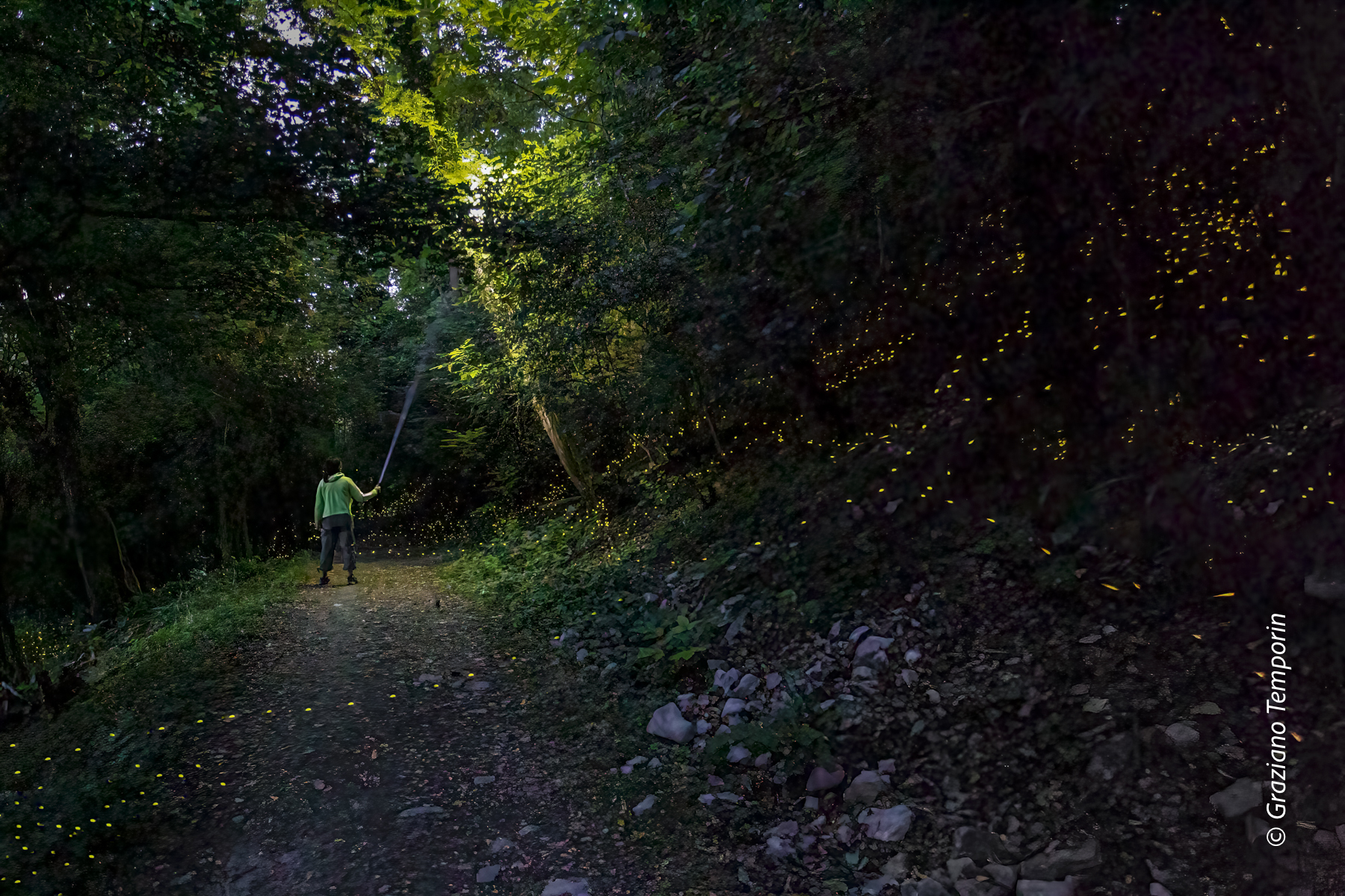 The magic of fireflies... Torrechiara (PR)