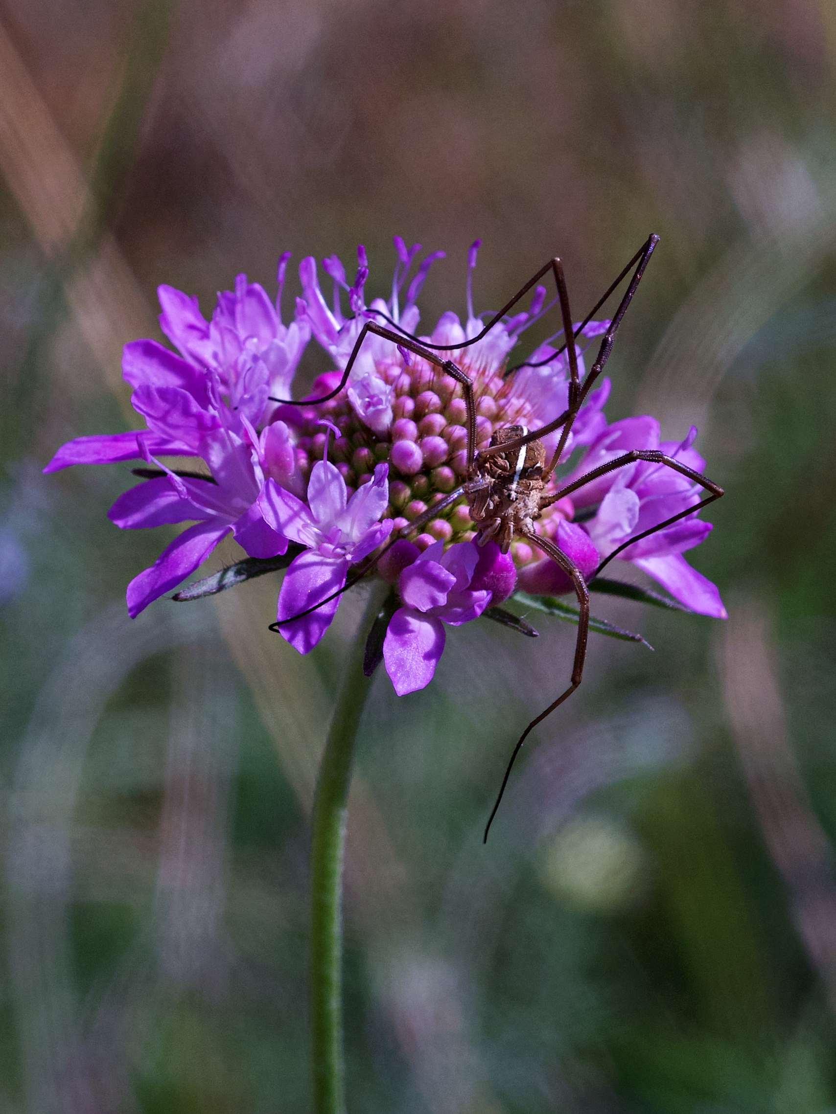 Opilionida su scabiosa