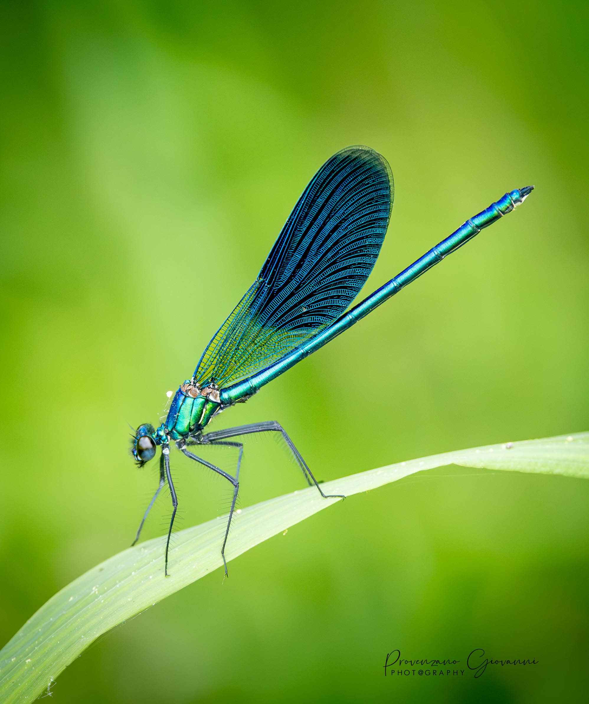 libellula