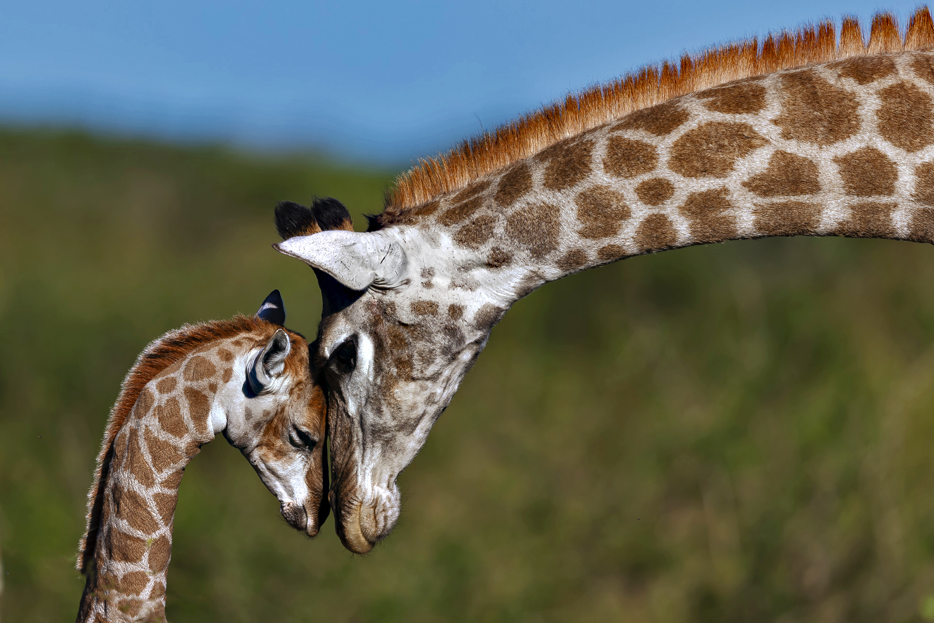 Amore di mamma