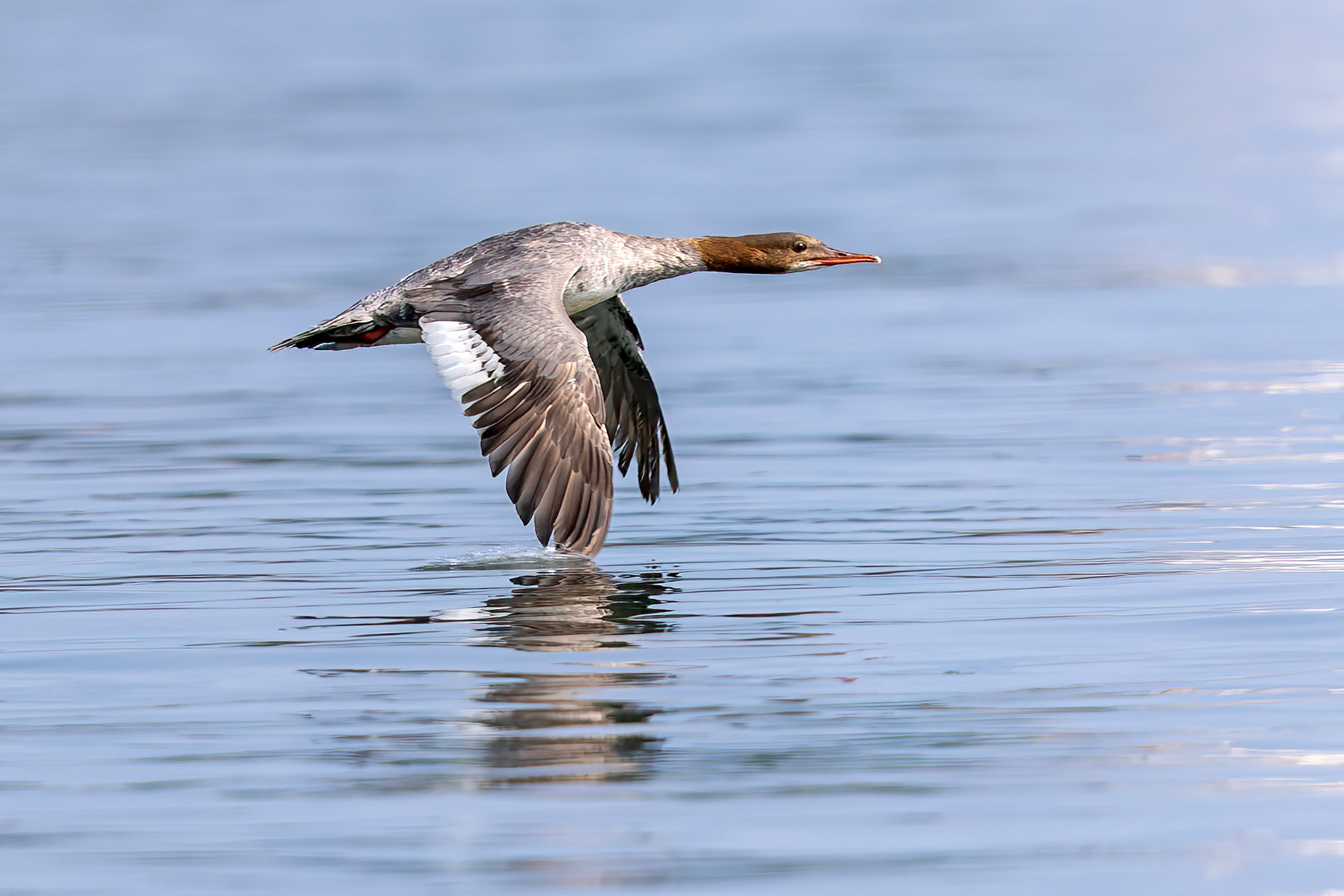 Eurasian Merganser in low flight