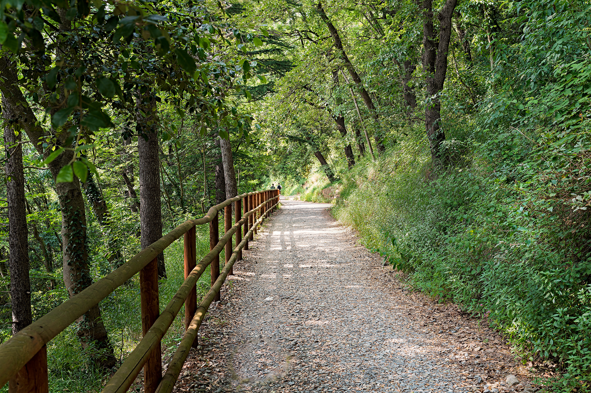 A road in the woods